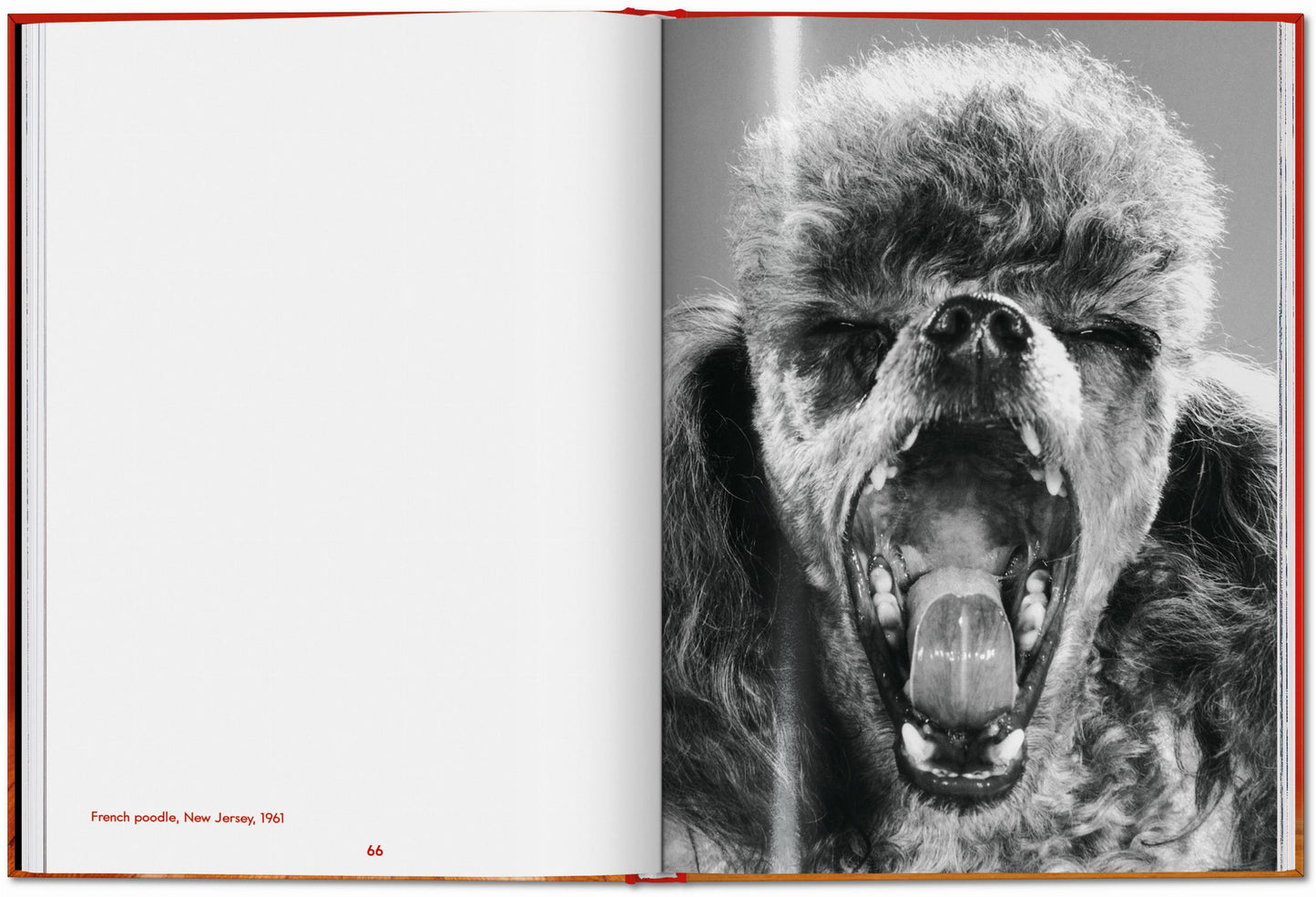 Walter Chandoha. Dogs. Photographs 1941–1991 (English)