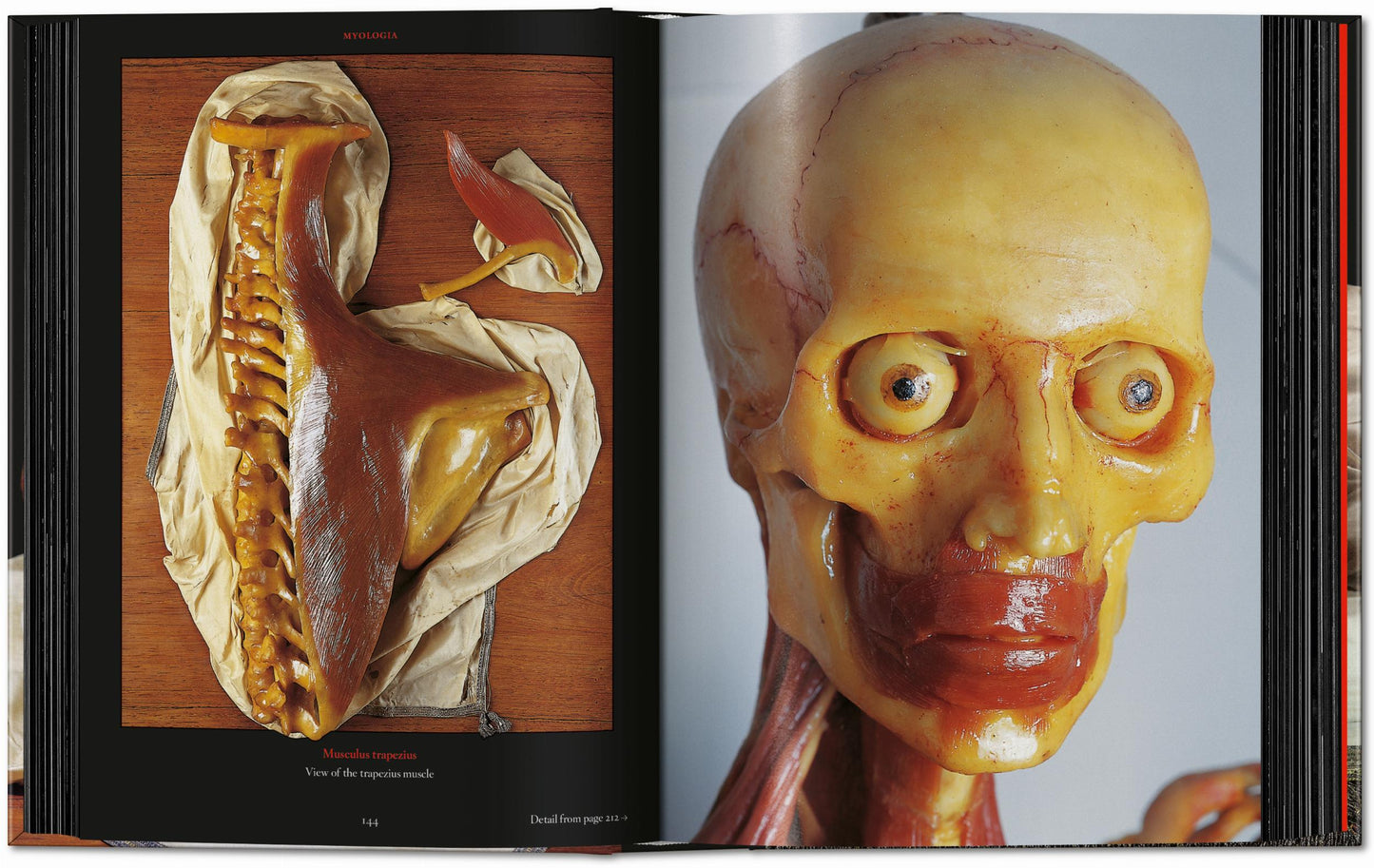 Anatomical Waxes. 45th Ed. (German, French, English)