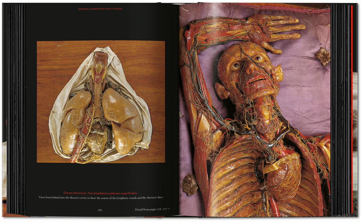Anatomical Waxes. 45th Ed. (German, French, English)