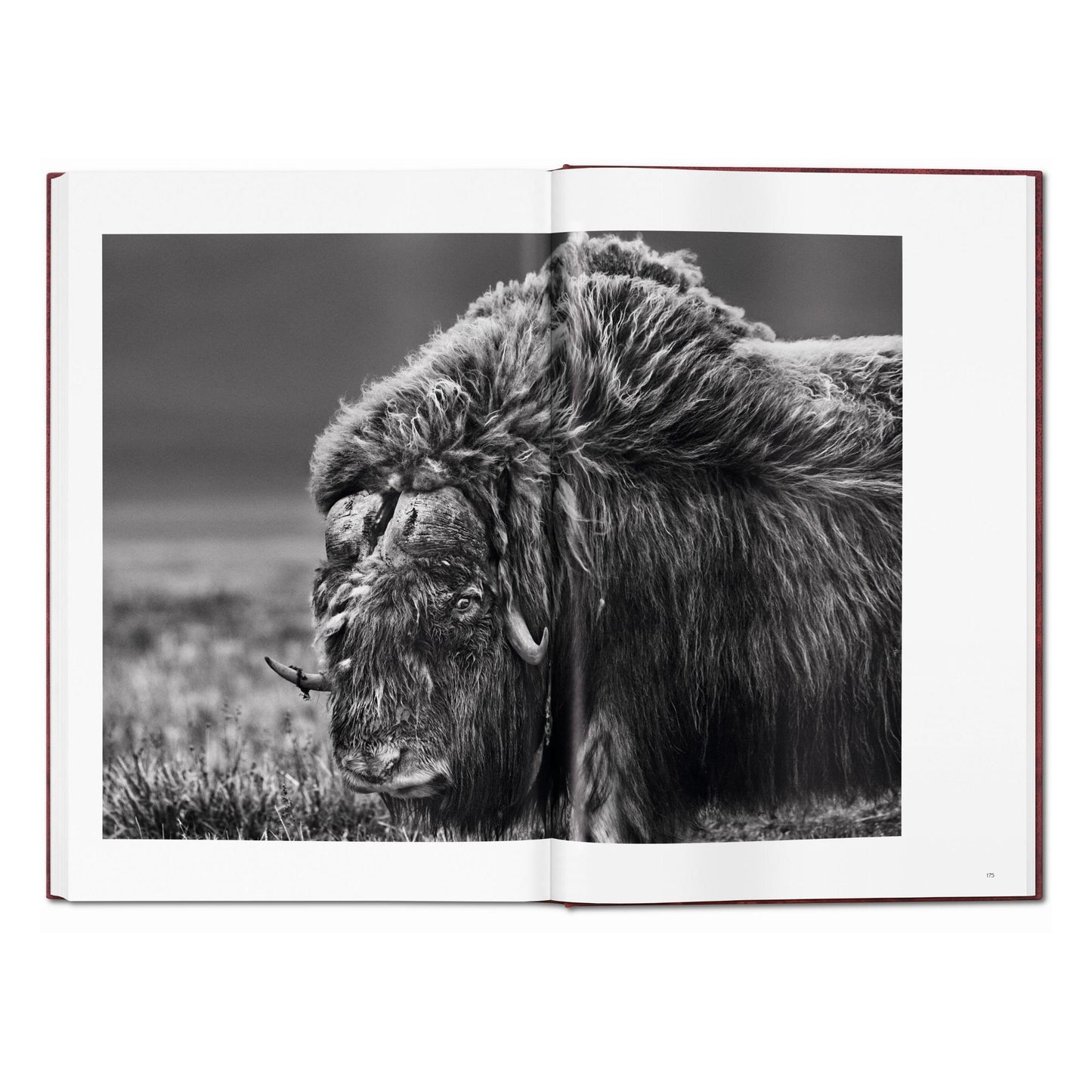 Sebastião Salgado. GENESIS, Art Edition No. 101–200 ‘North of the Ob River, Yamal Peninsula, Siberia, Russia’ (English) (AP)