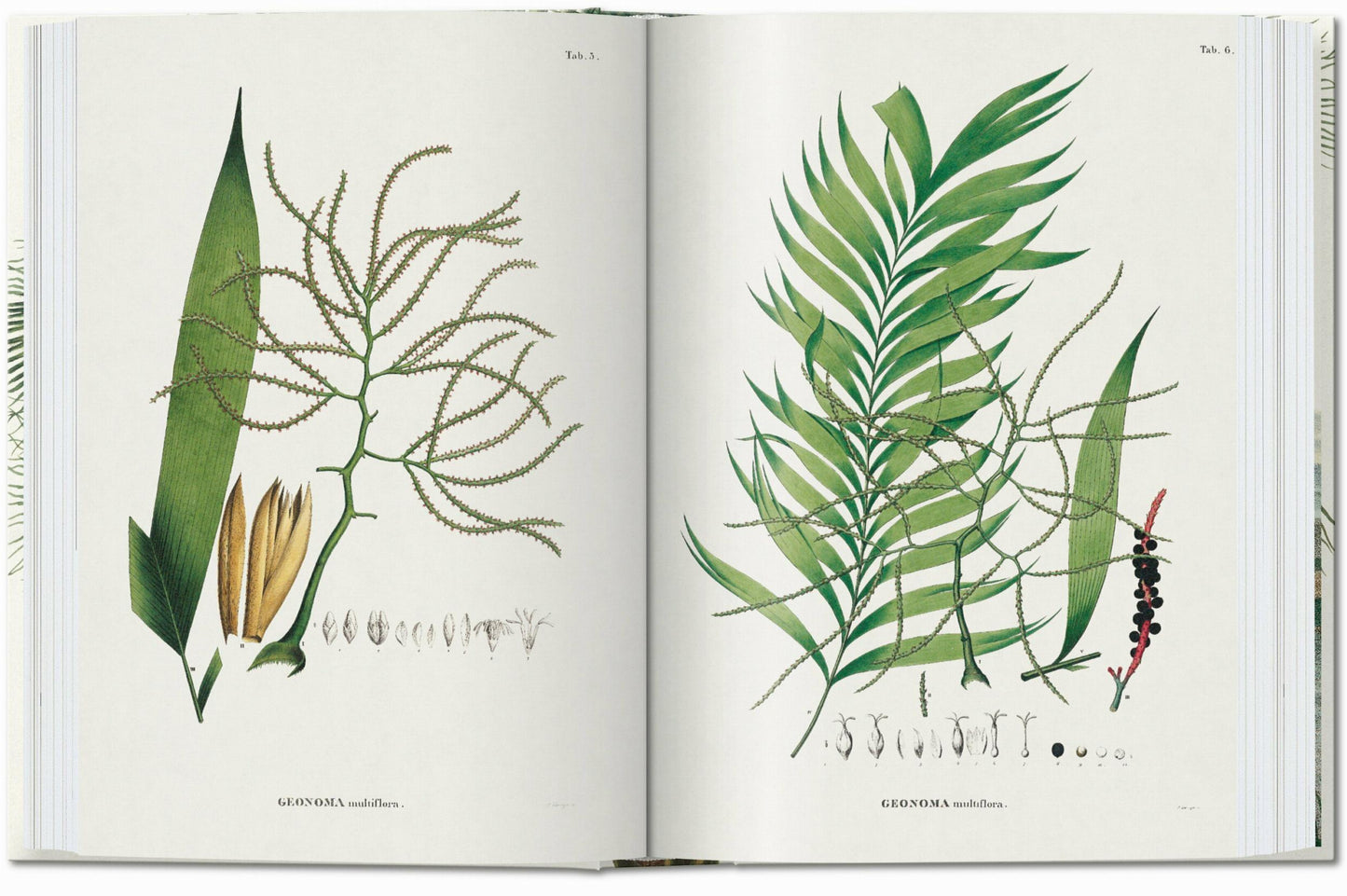 Martius. El libro de las palmeras. 45th Ed. (Spanish, Italian, Portuguese)