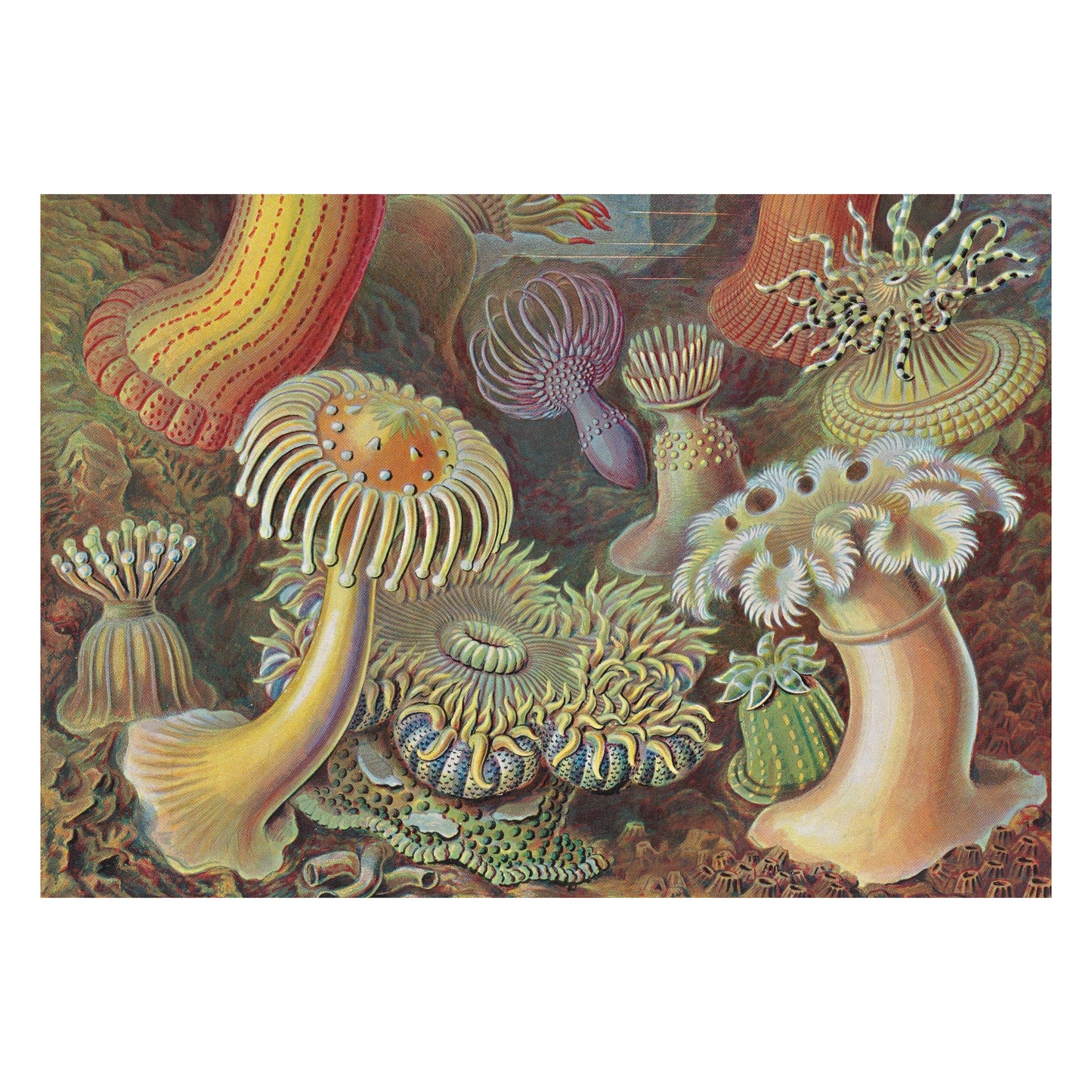 L’art et la science de Ernst Haeckel. 40th Ed. (French)