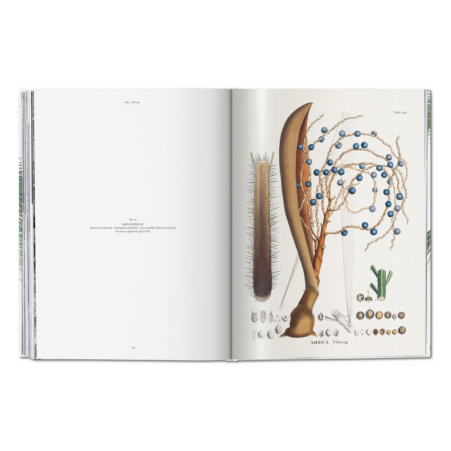 Martius. The Book of Palms (German, French, English)