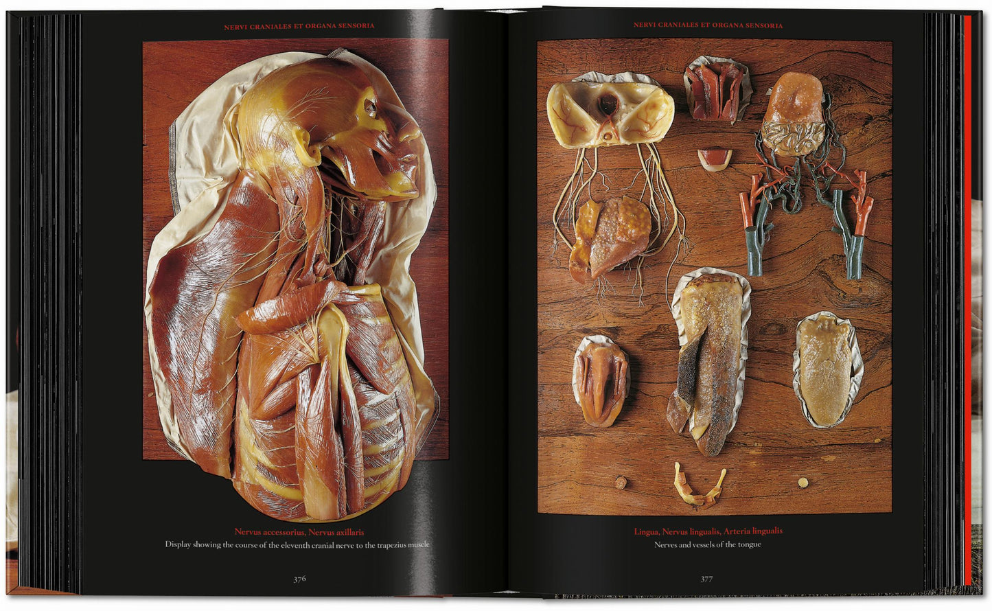 Anatomical Waxes. 45th Ed. (German, French, English)