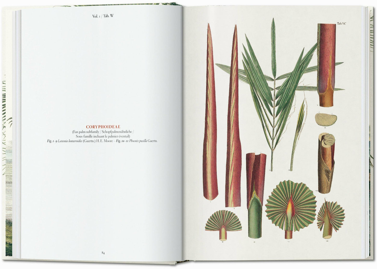 Martius. El libro de las palmeras. 45th Ed. (Spanish, Italian, Portuguese)