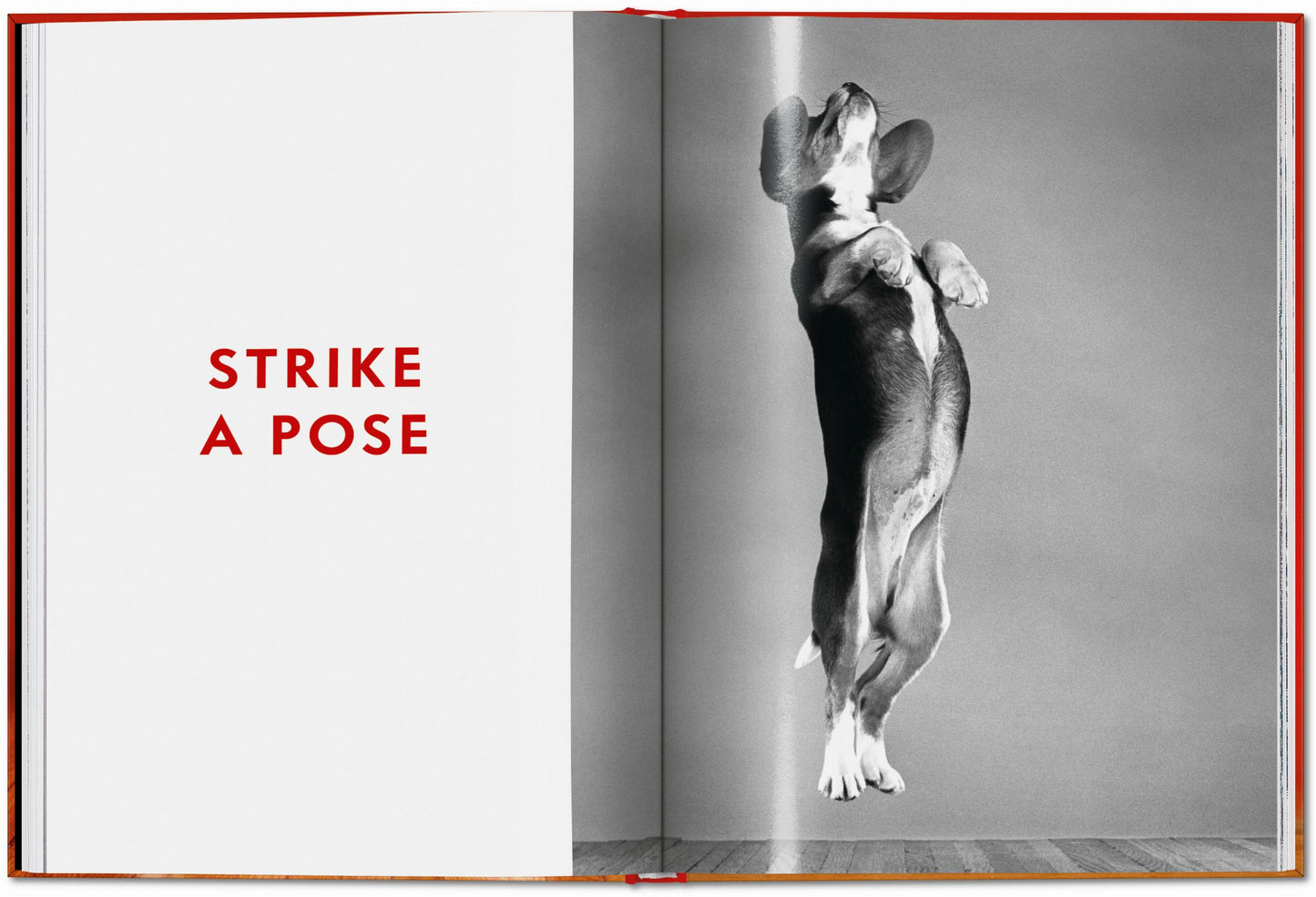 Walter Chandoha. Dogs. Photographs 1941–1991 (English)
