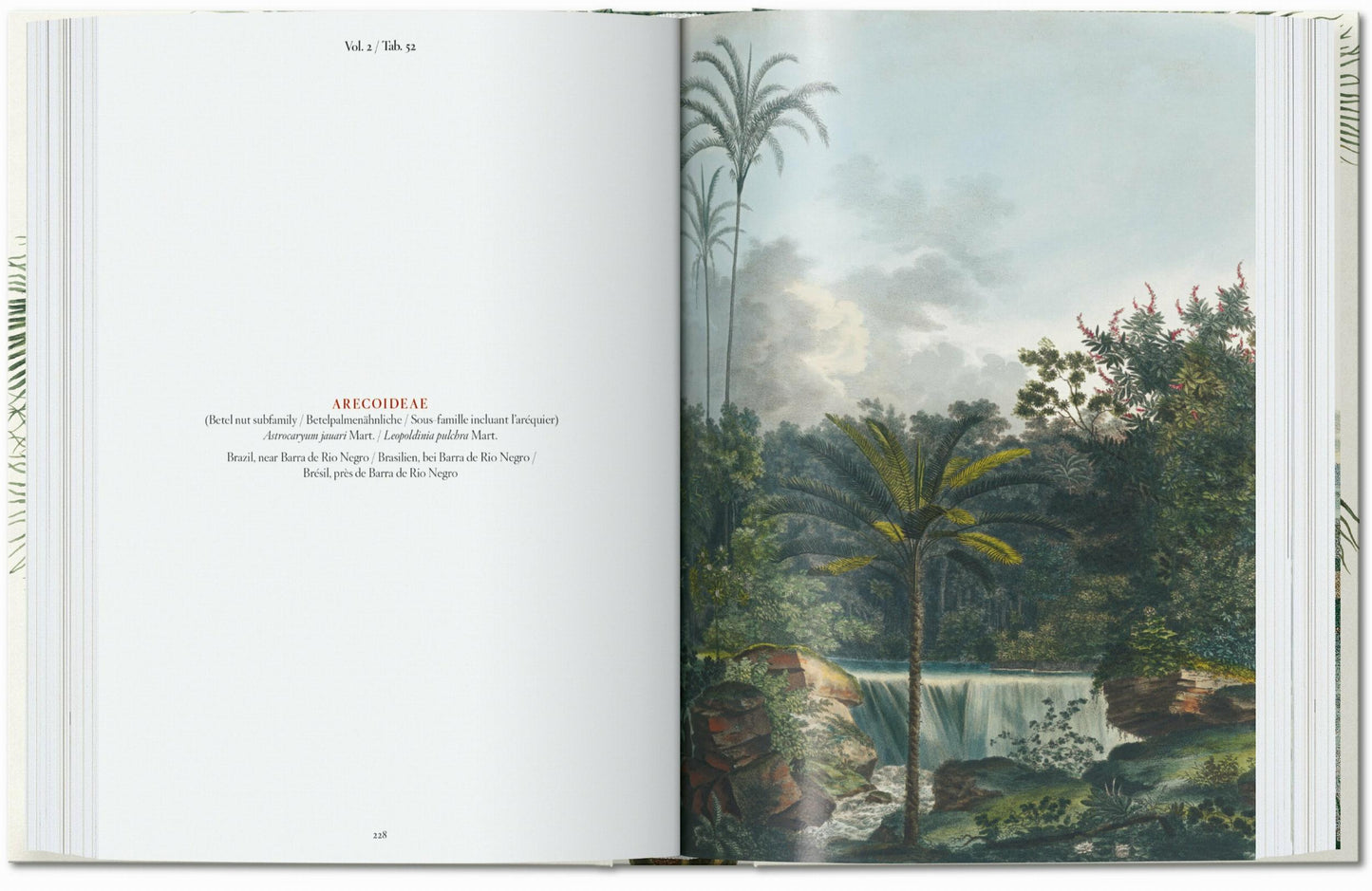 Martius. El libro de las palmeras. 45th Ed. (Spanish, Italian, Portuguese)