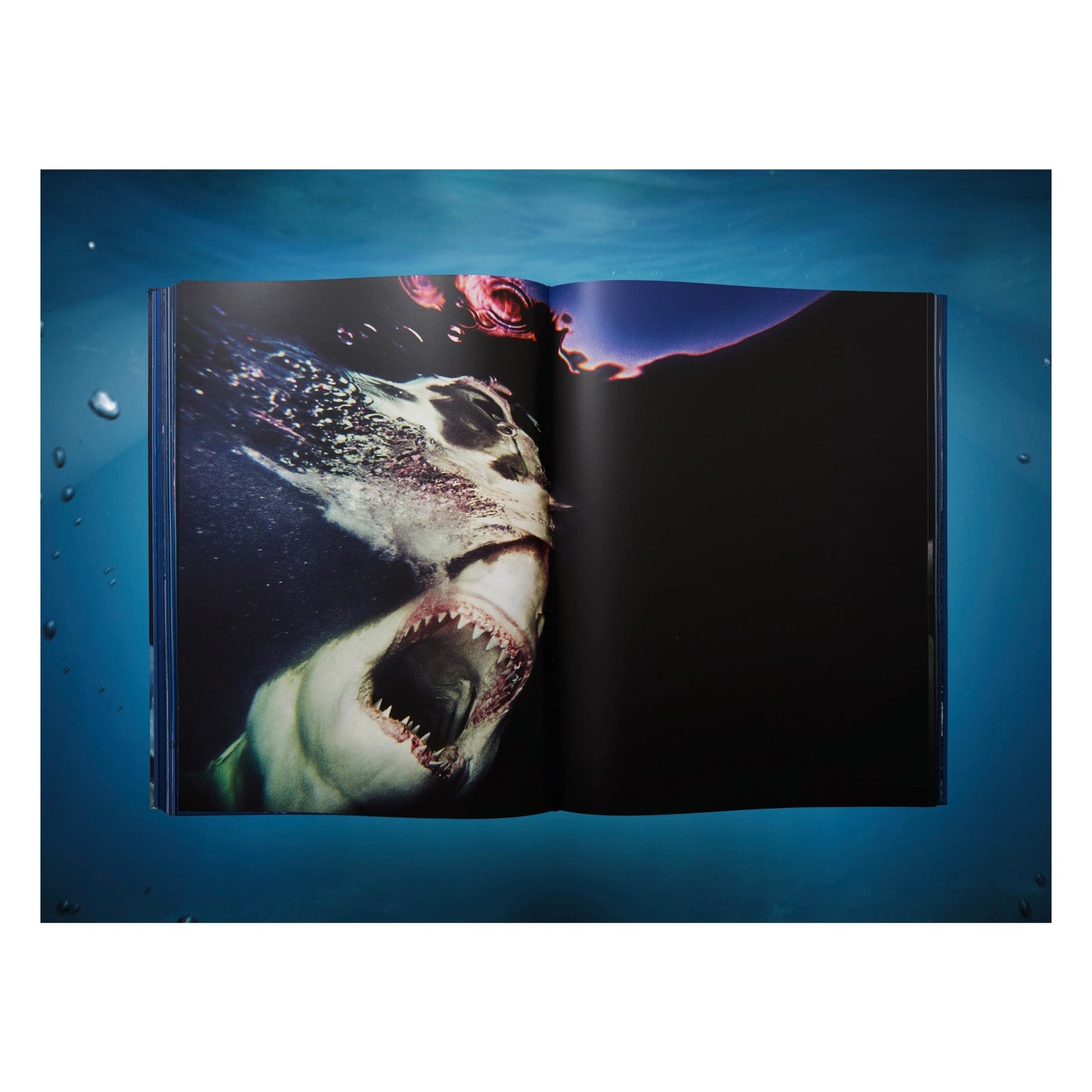 Michael Muller. Sharks (English)