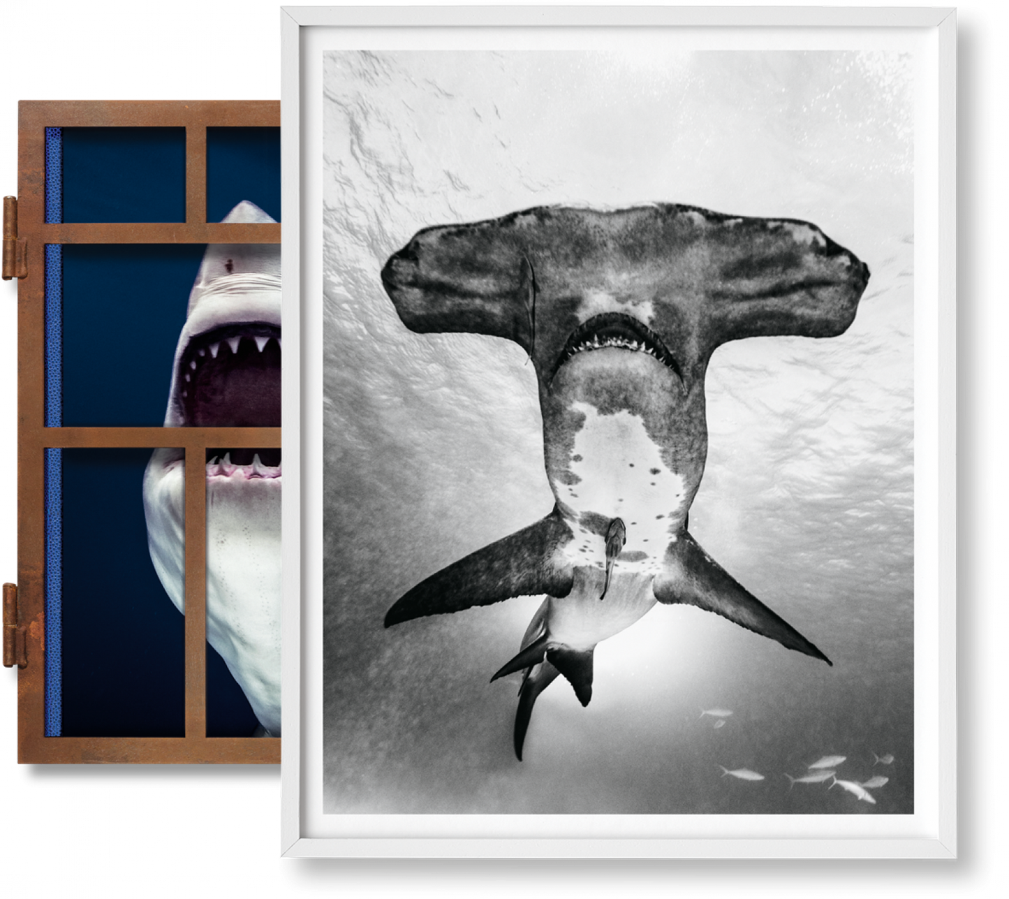 Michael Muller. Sharks, Art Edition No. 101–200 ‘Under Study’ (English)