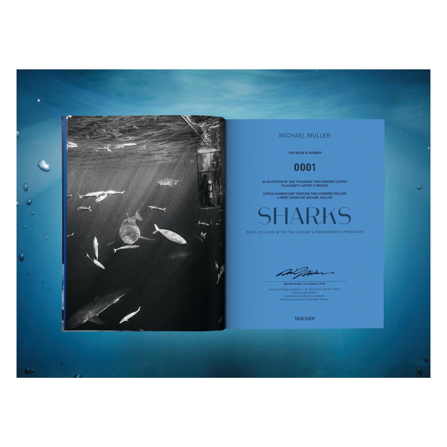 Michael Muller. Sharks (English)