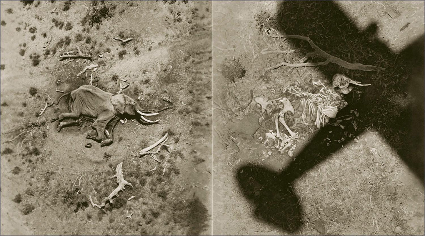 Peter Beard. The End of the Game (English)