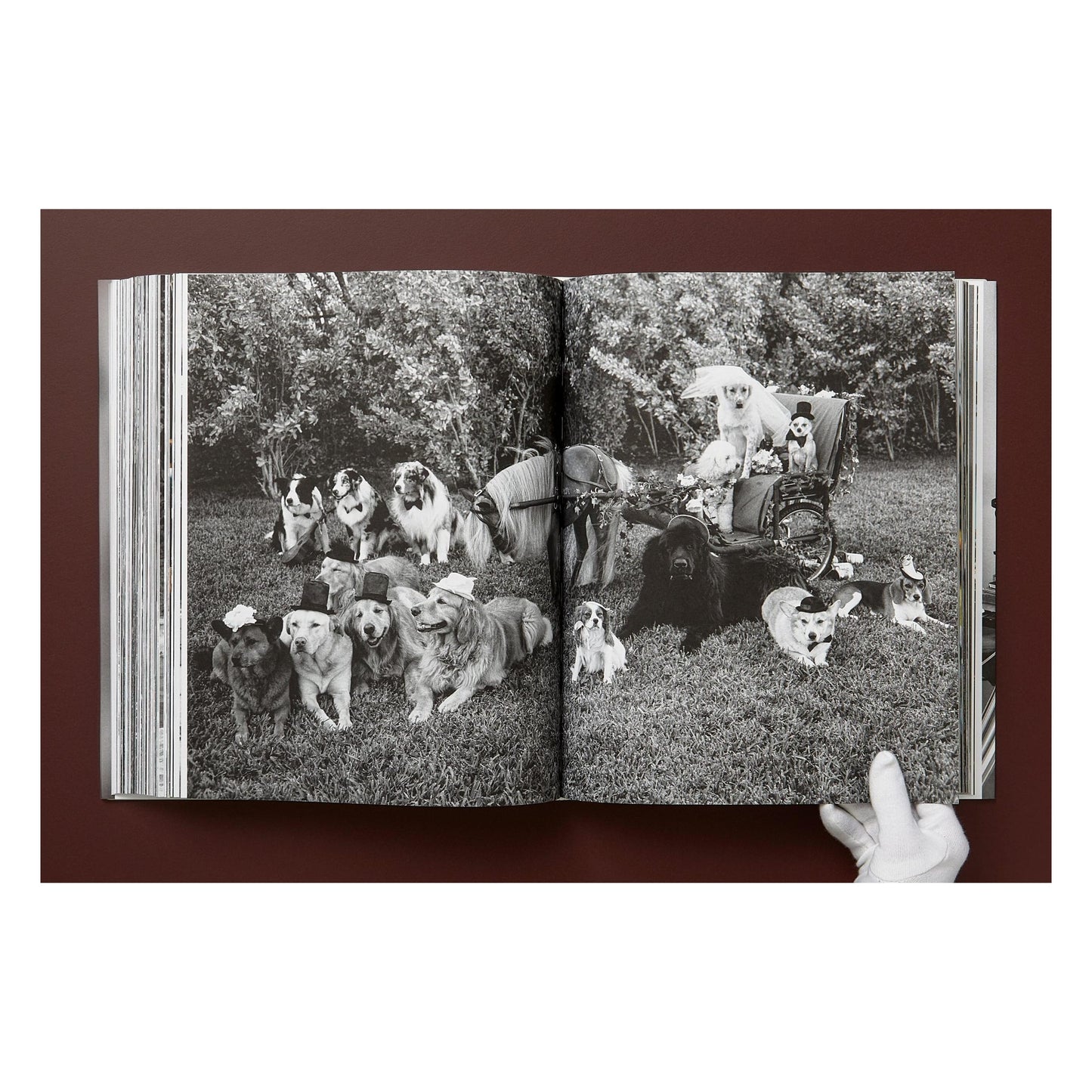 Bruce Weber. The Golden Retriever Photographic Society. Art Edition No. 1–100 ‘Little Bear Ranch, Montana, 1996’ (German, French, English) (SA)