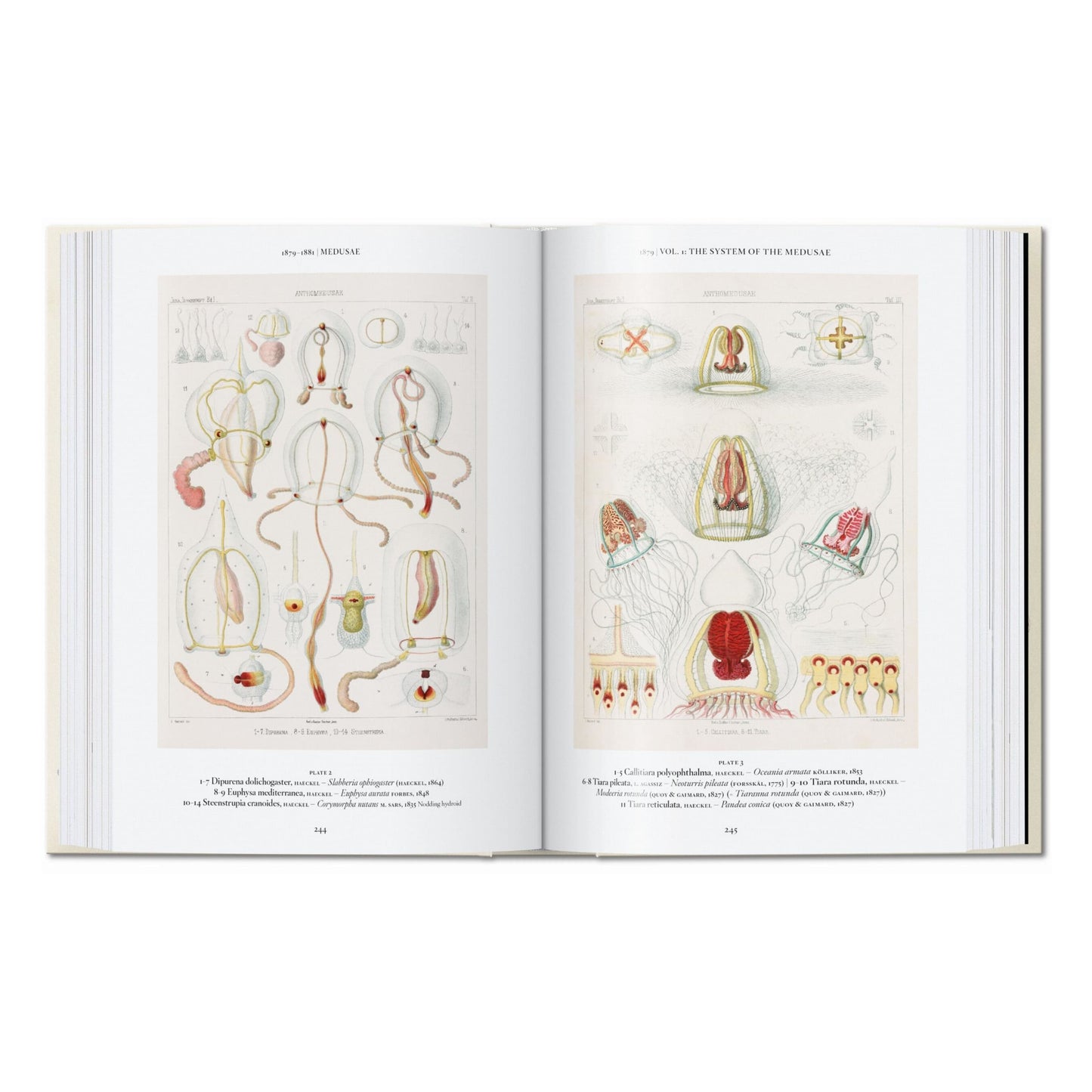 L’art et la science de Ernst Haeckel. 40th Ed. (French)
