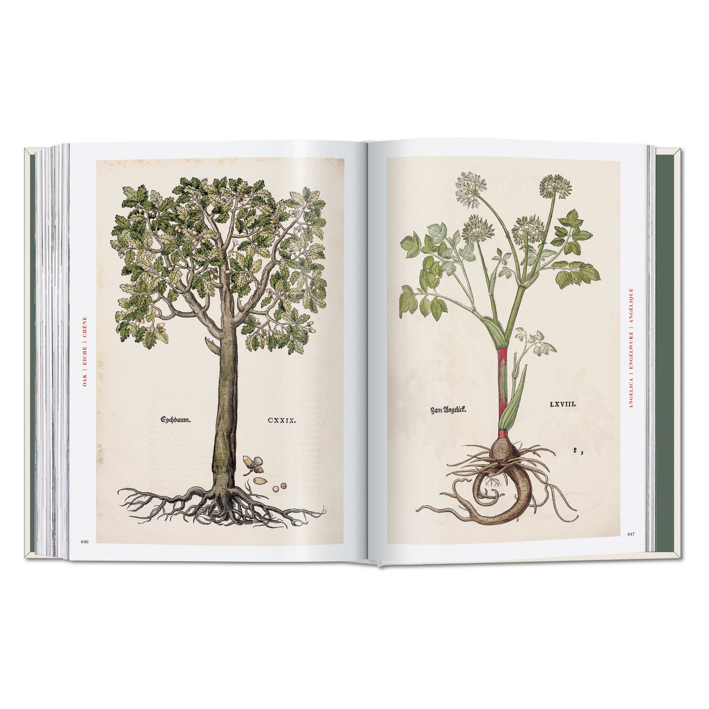 Leonhart Fuchs. The New Herbal (German, French, English)