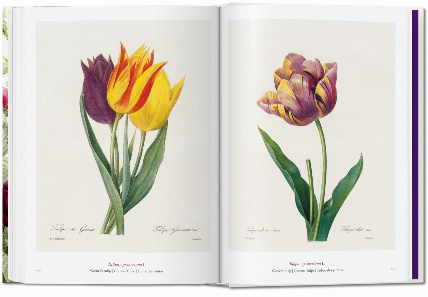 Redouté. The Book of Flowers. 45th Ed. (German, French, English)