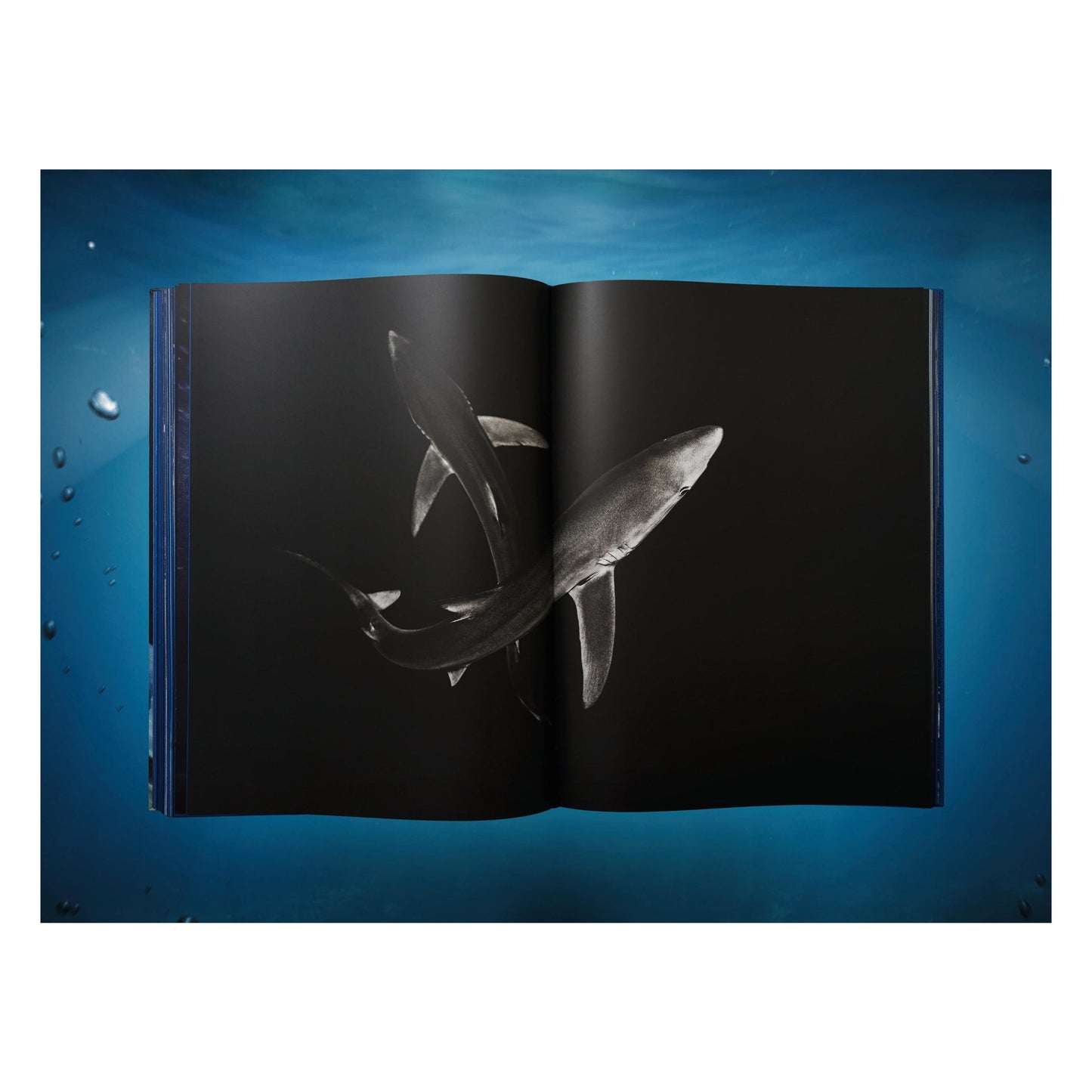Michael Muller. Sharks (English)