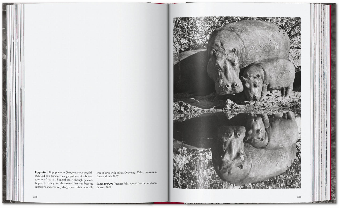 Sebastião Salgado. Genesis. 45th Ed. (English)