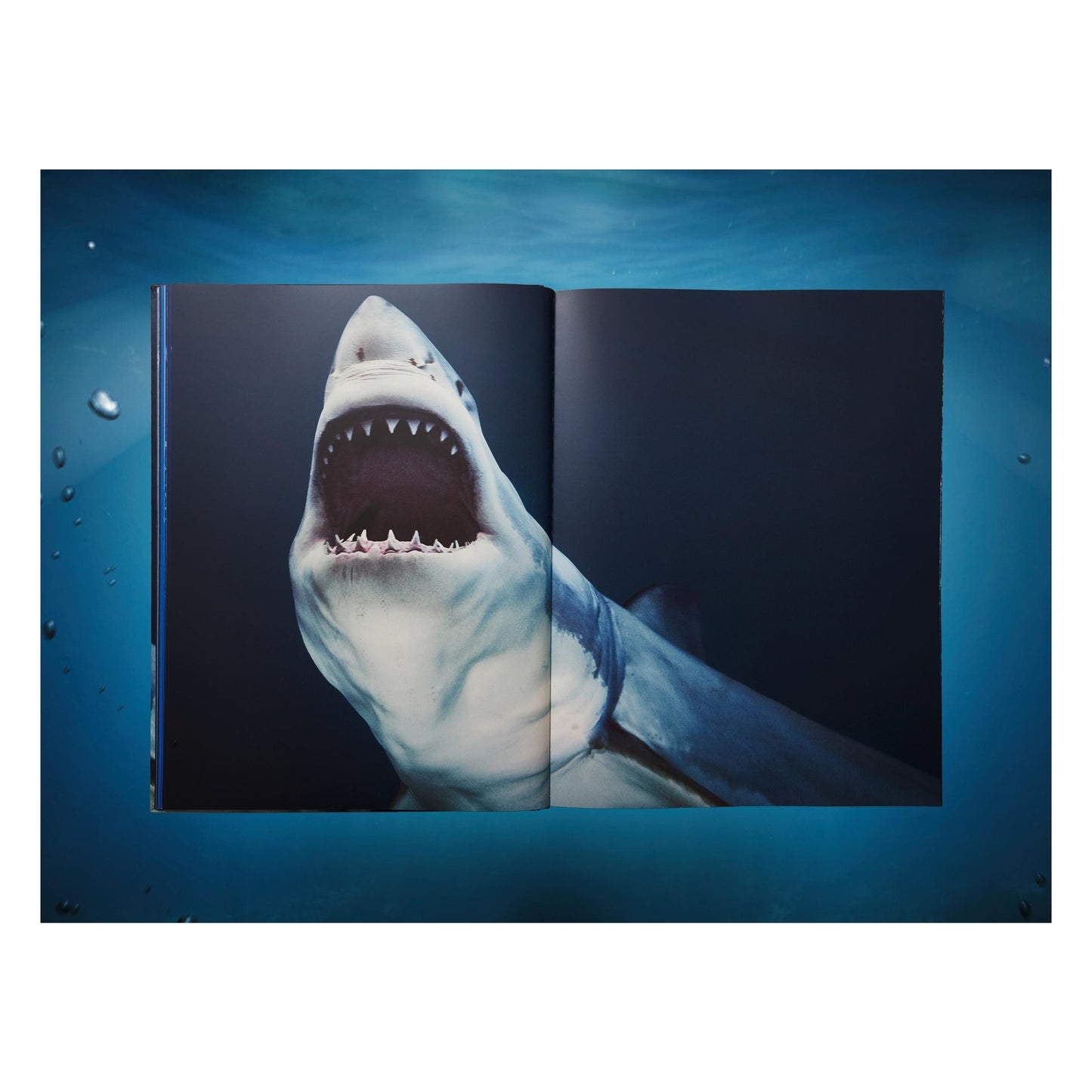 Michael Muller. Sharks, Art Edition No. 101–200 ‘Under Study’ (English)