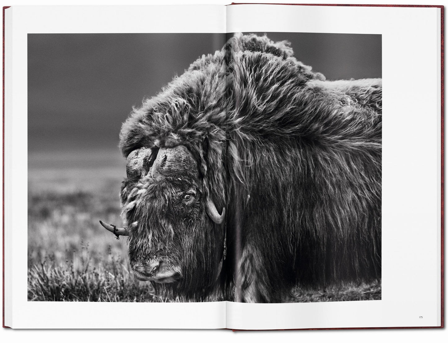 Sebastião Salgado. Genesis. Art Edition No. 101–200 ‘North of the Ob River, Yamal Peninsula, Siberia, Russia’ (English)