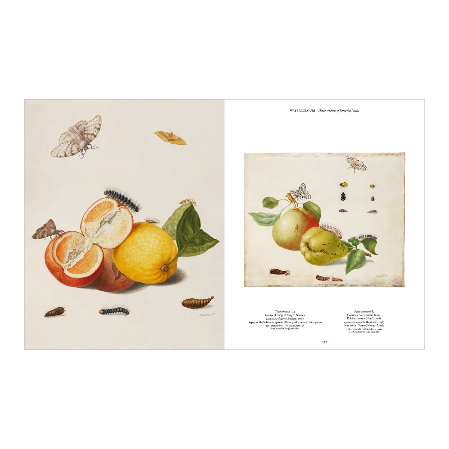 Merian (German, Spanish, French, English)
