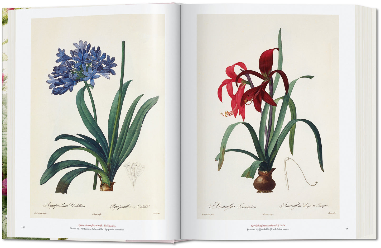 Redouté. The Book of Flowers (German, French, English)