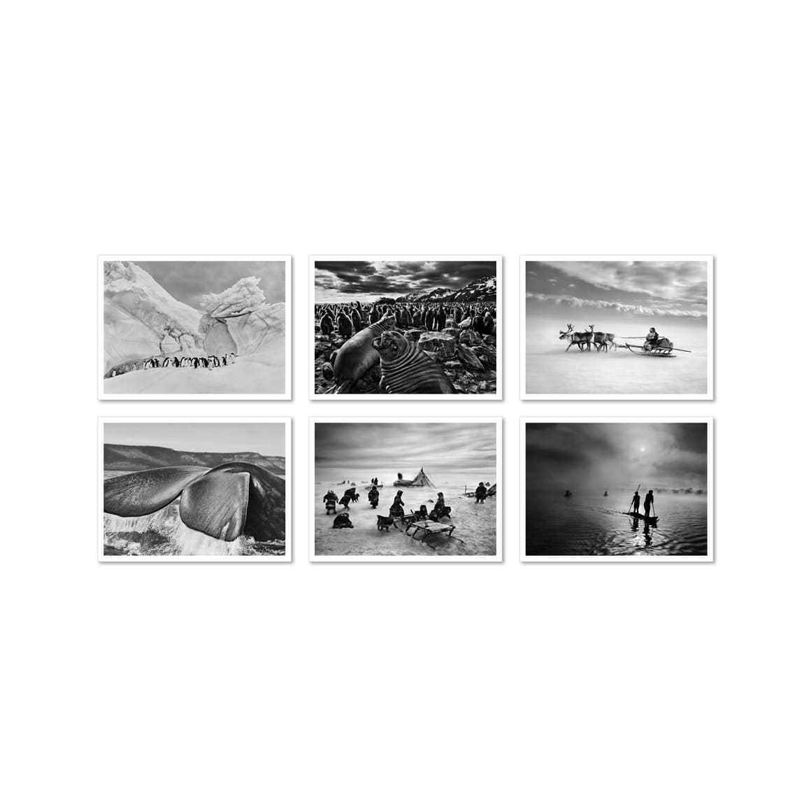 Sebastião Salgado. Genesis. Postcard Set (German, Spanish, French, English)