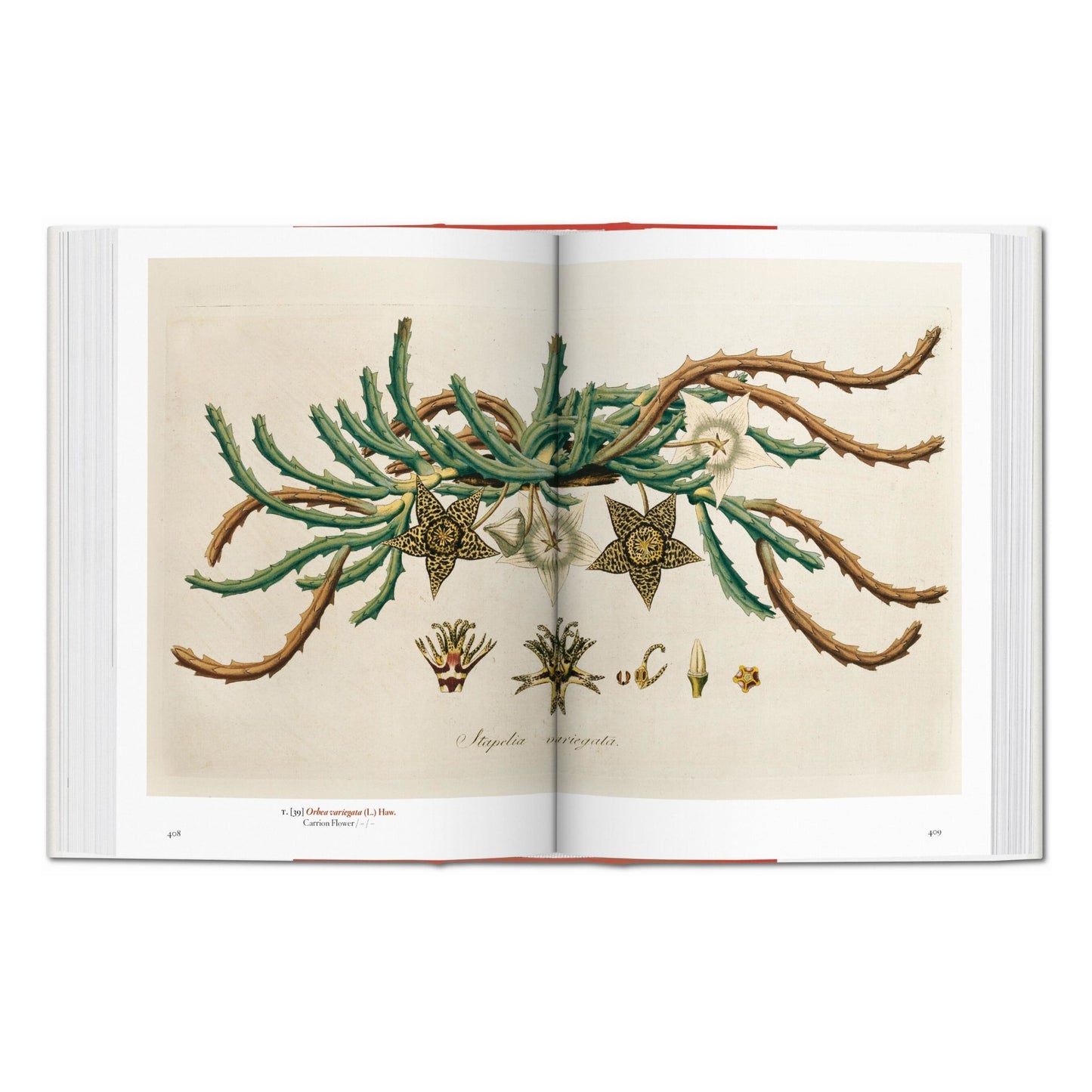 A Garden Eden. Masterpieces of Botanical Illustration. 45th Ed. (Spanish, English, Italian)
