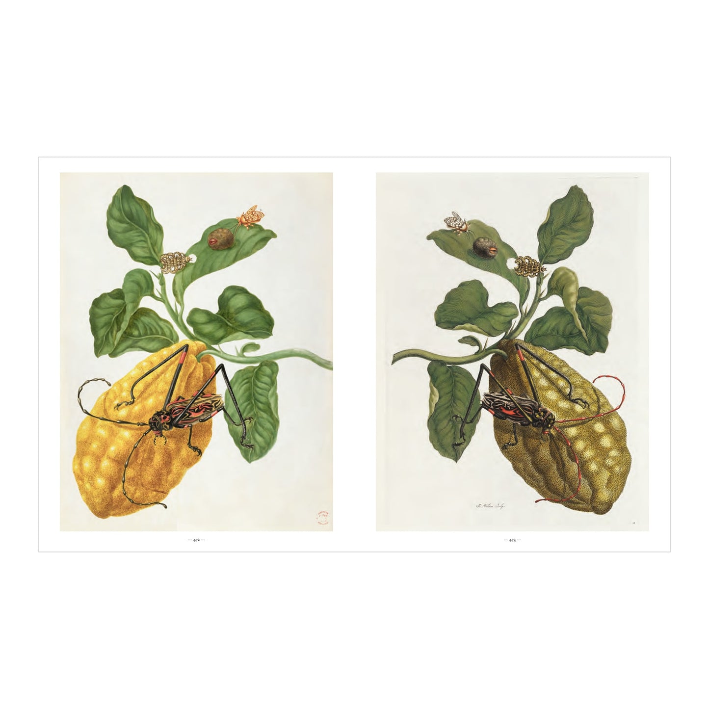 Merian (German, Spanish, French, English)