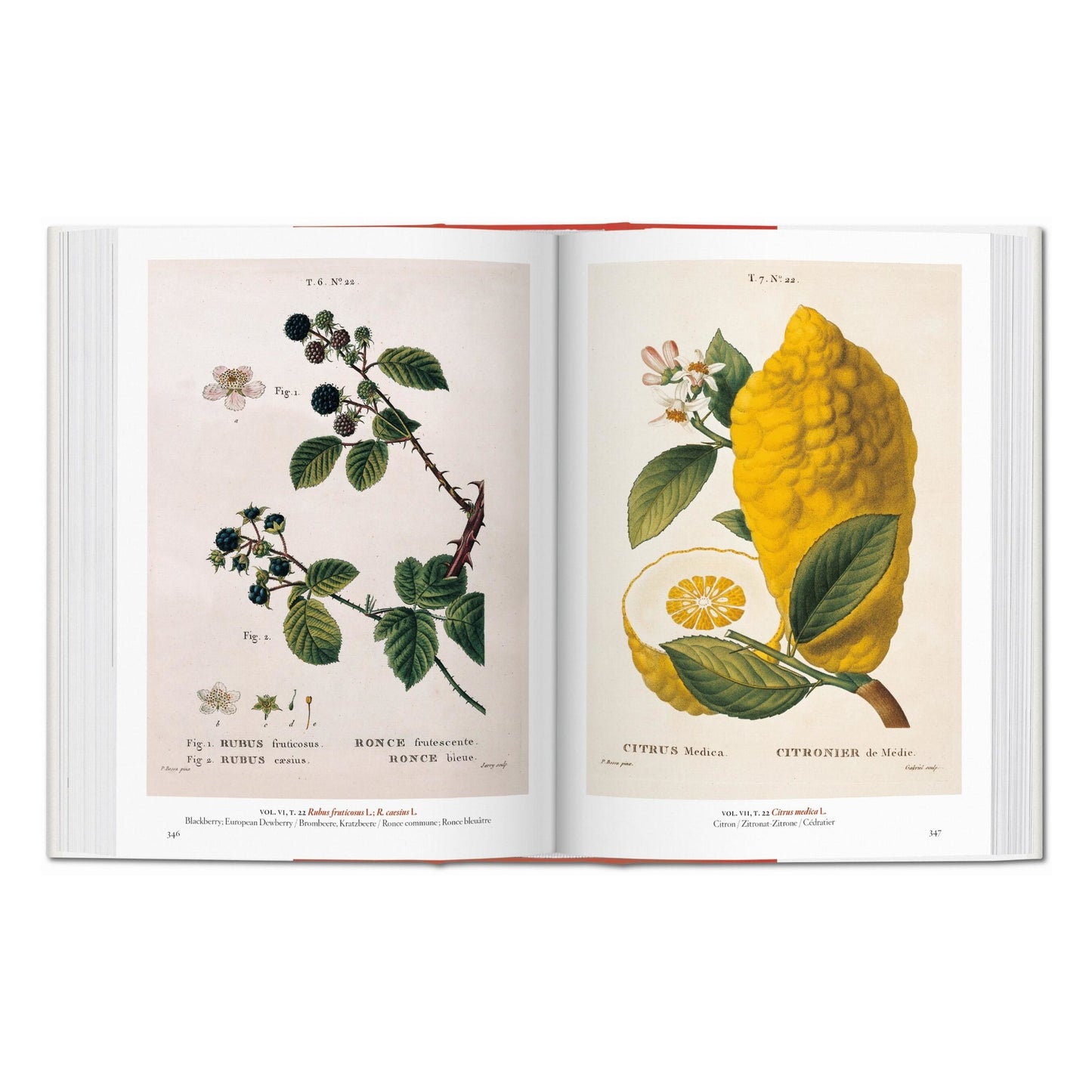 A Garden Eden. Masterpieces of Botanical Illustration. 45th Ed. (Spanish, English, Italian)