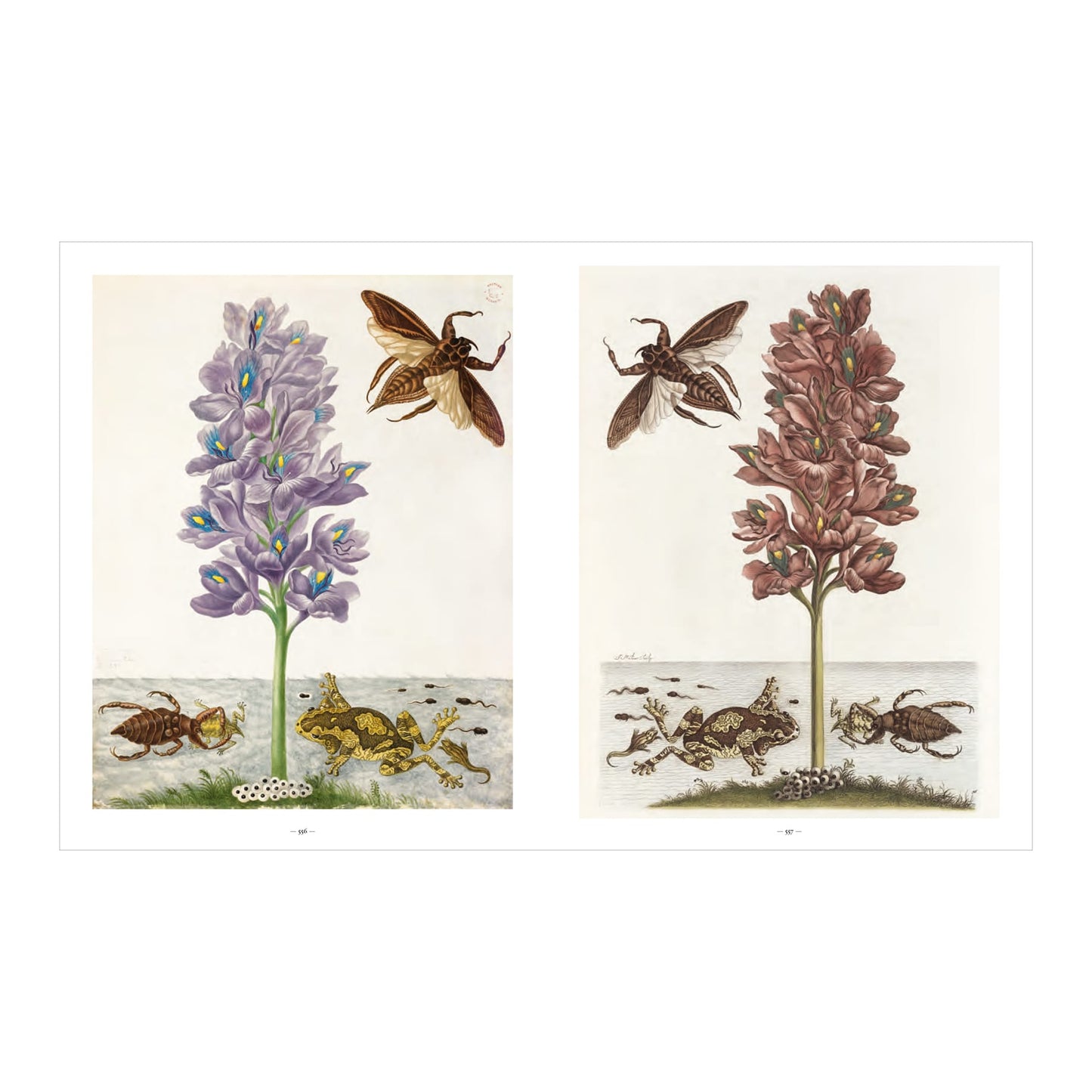Merian (German, Spanish, French, English)