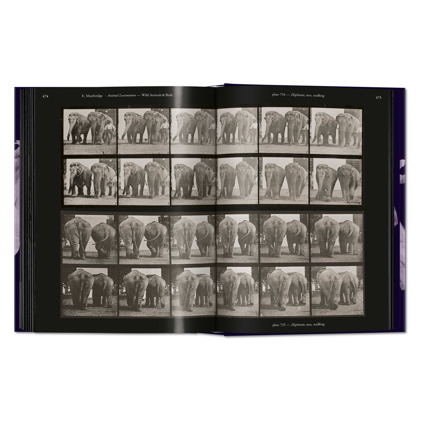 Muybridge. The Human and Animal Locomotion Photographs. 45th Ed. (German, French, English)
