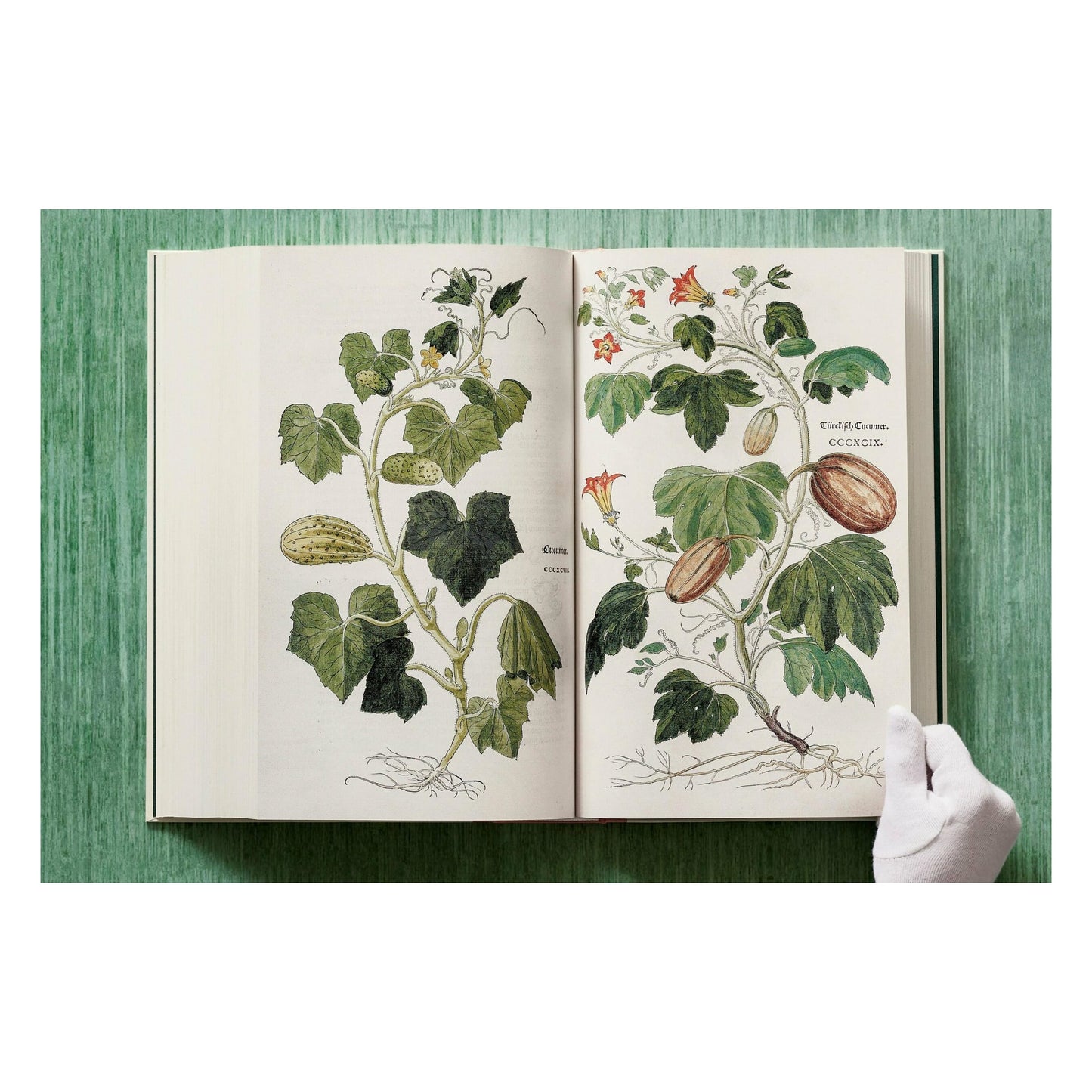 Leonhart Fuchs. Le Nouvel Herbier (French)