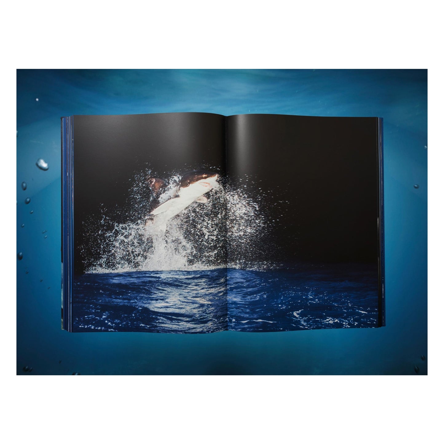 Michael Muller. Sharks, Art Edition No. 101–200 ‘Under Study’ (English)