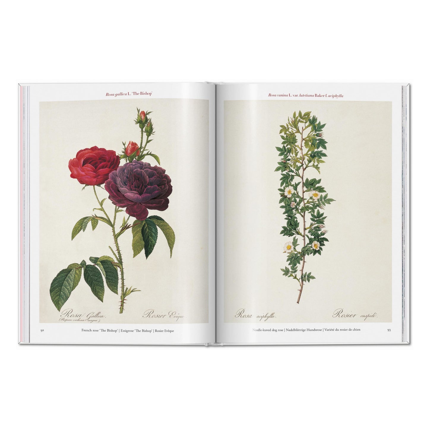 Redouté. Roses (Spanish, English, Italian)