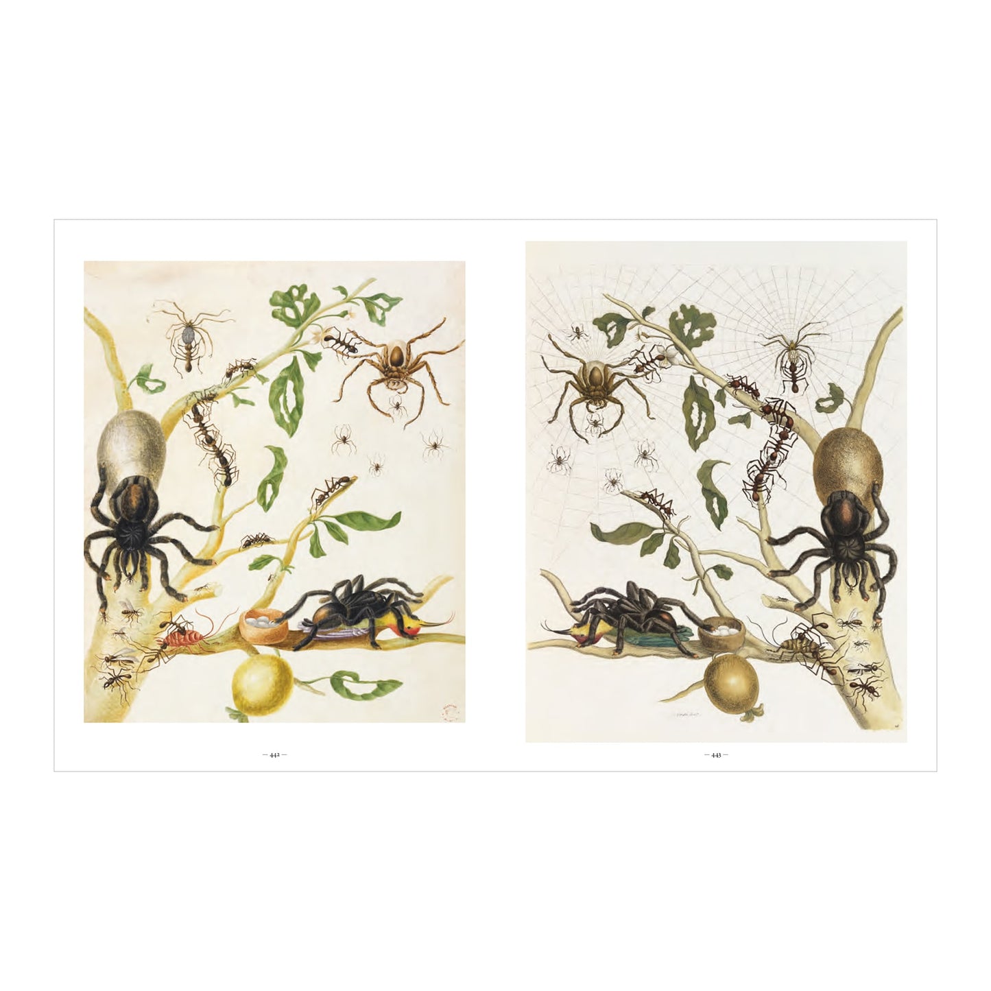Merian (German, Spanish, French, English)