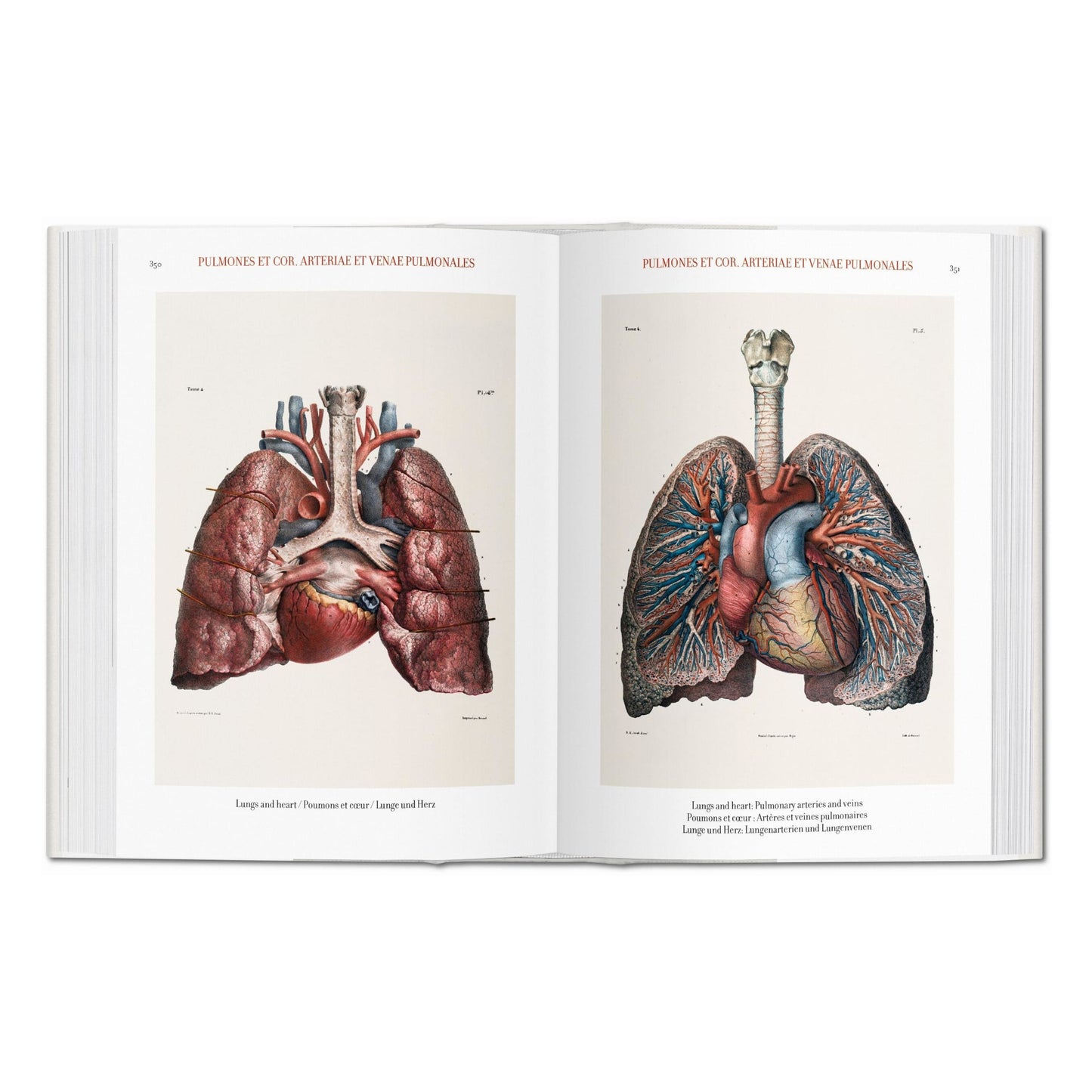 Bourgery. Atlas de anatomía humana y cirugía (Spanish, Italian, Portuguese)
