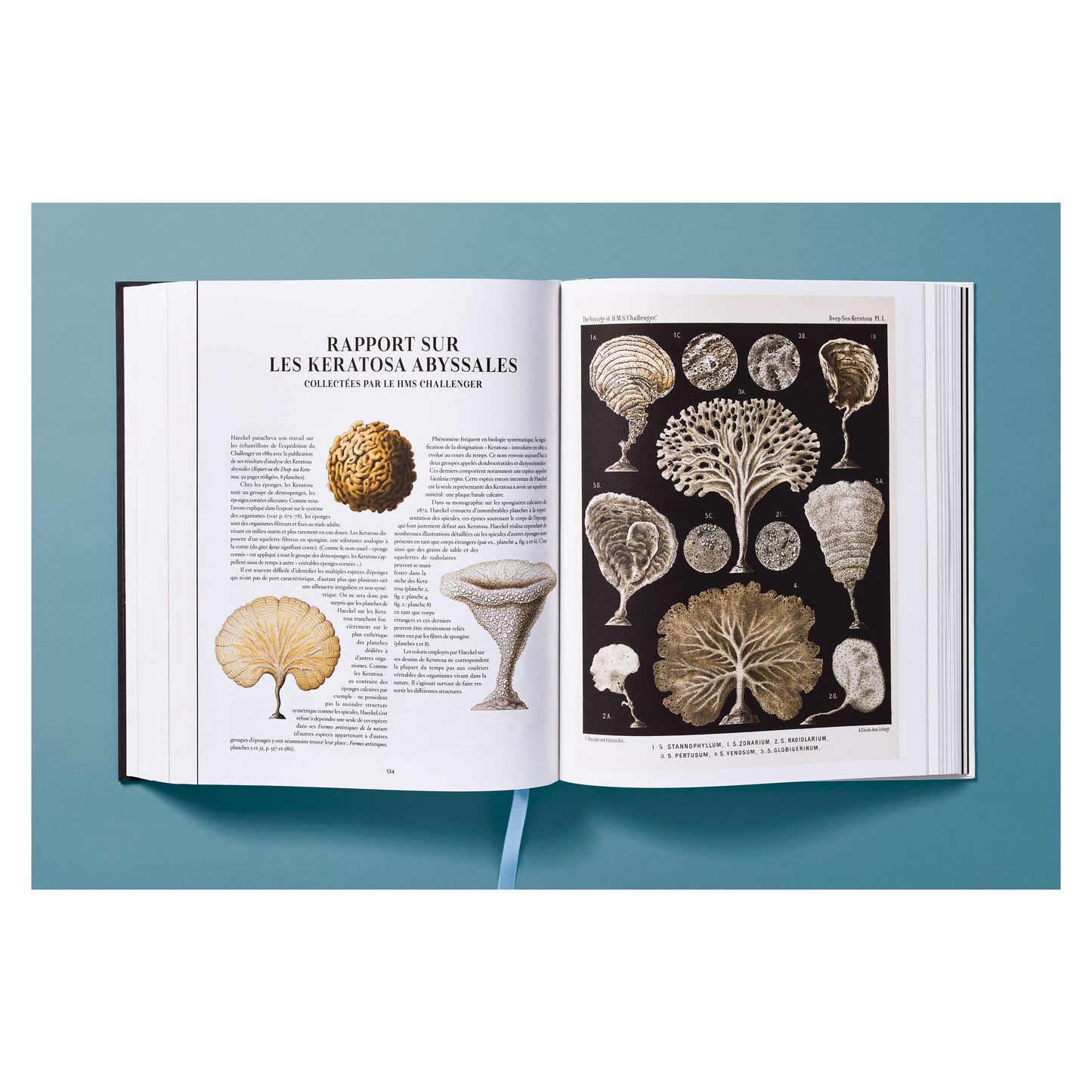 The Art and Science of Ernst Haeckel (German, French, English)