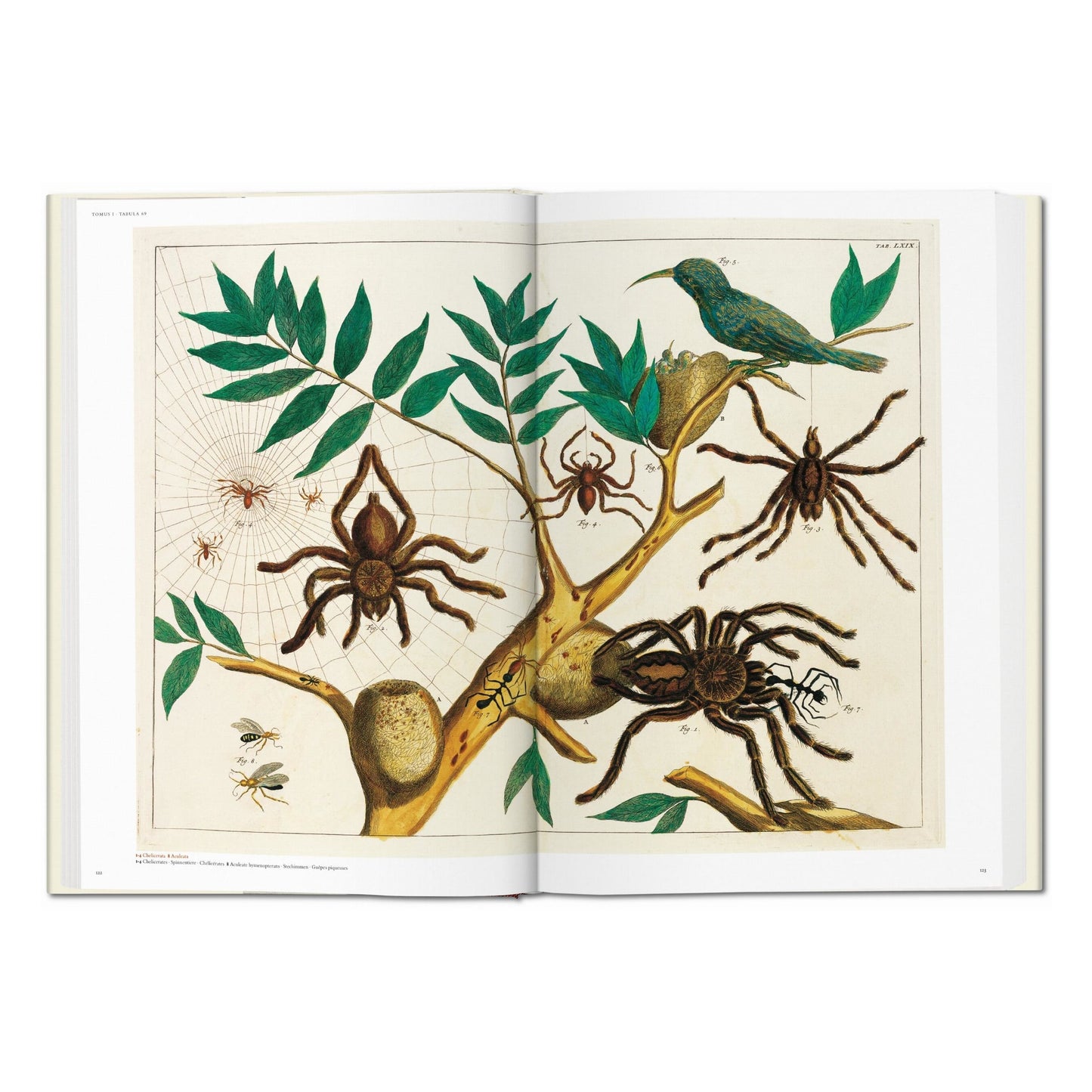 Seba. Cabinet of Natural Curiosities (German, French, English)