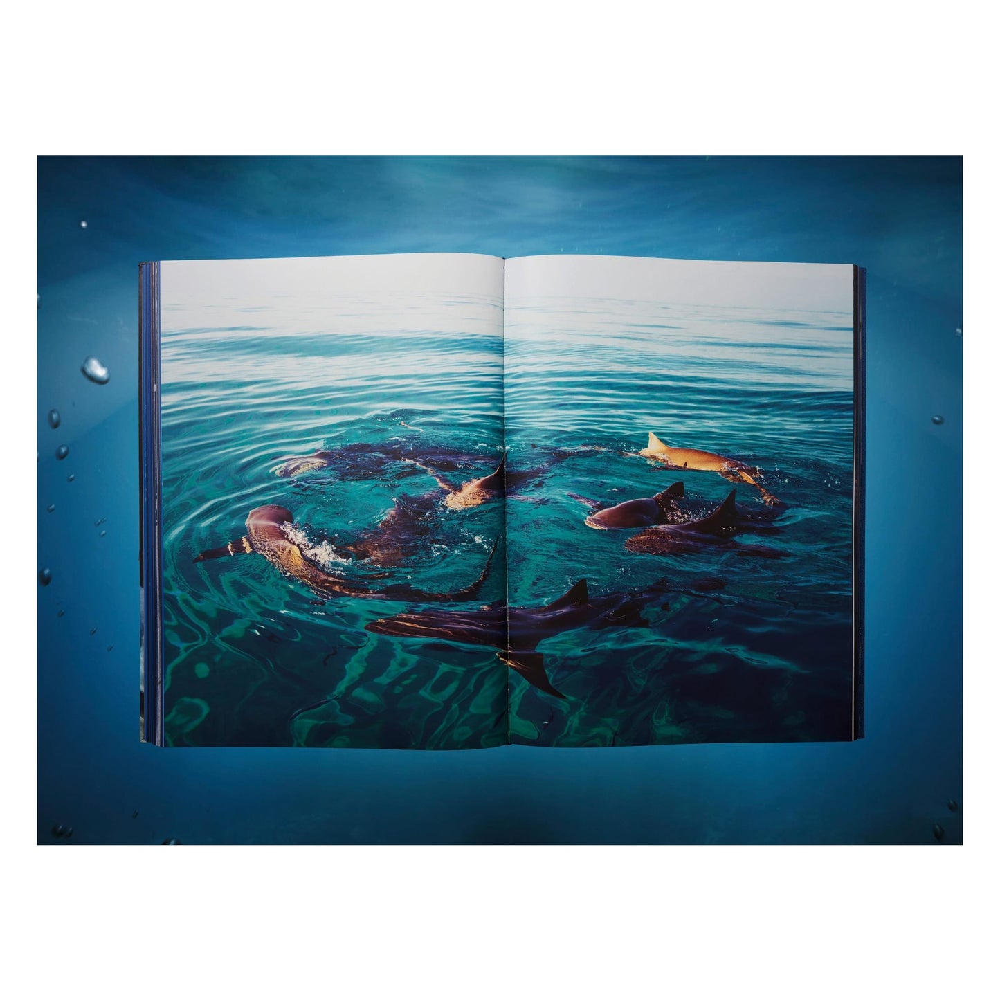 Michael Muller. Sharks (English)
