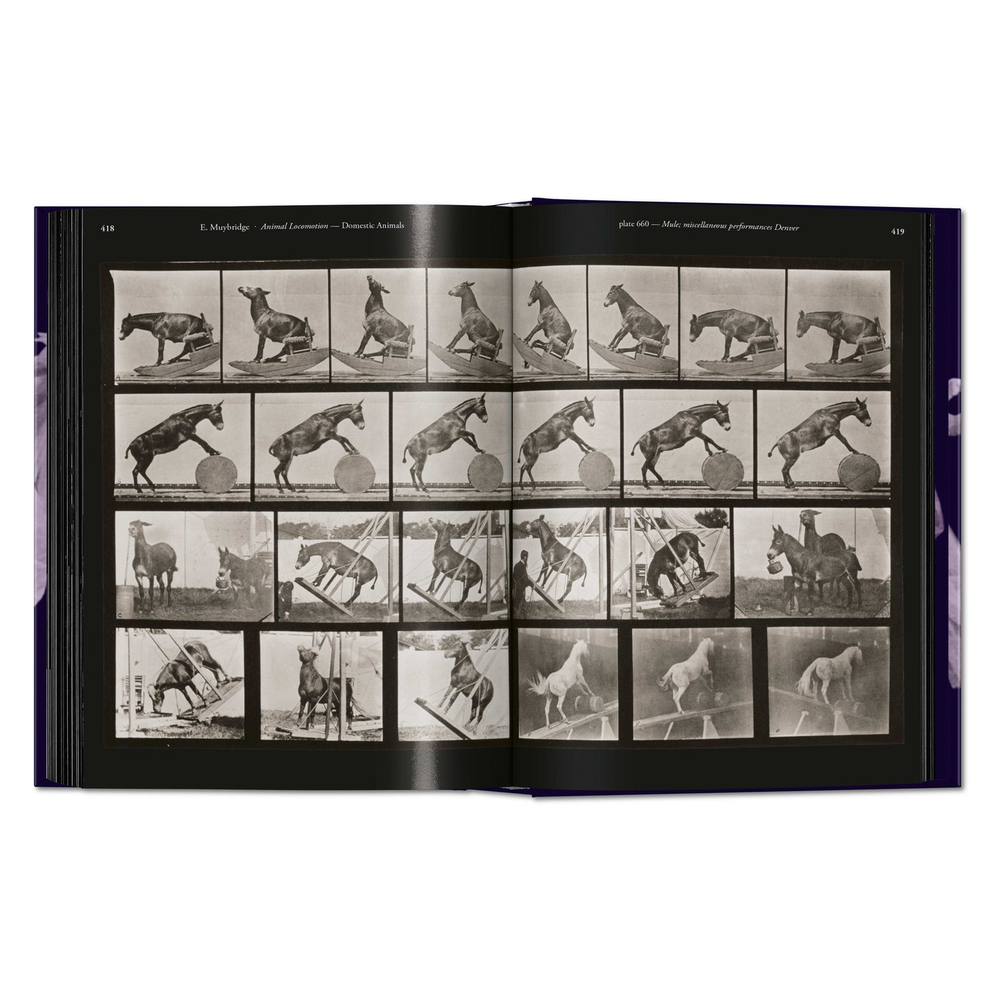Muybridge. The Human and Animal Locomotion Photographs. 45th Ed. (German, French, English)