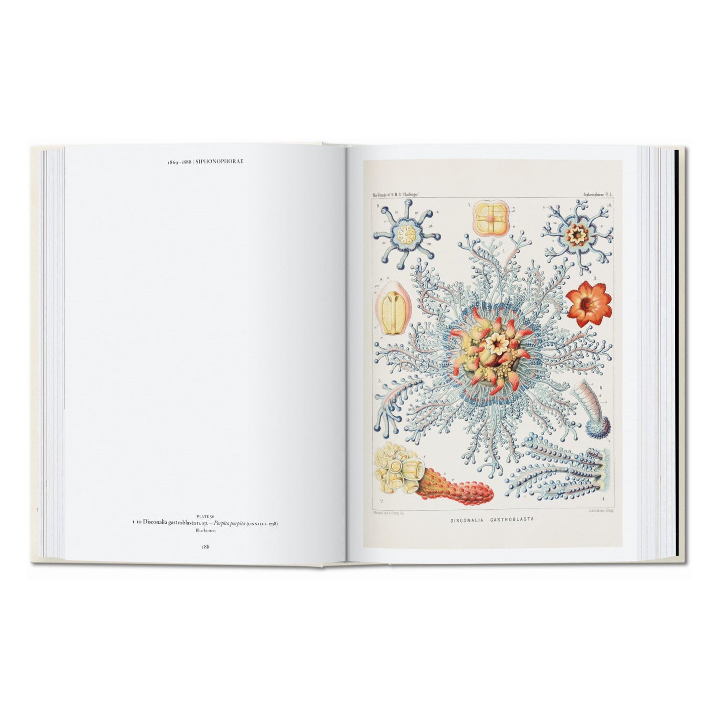 L’art et la science de Ernst Haeckel. 40th Ed. (French)