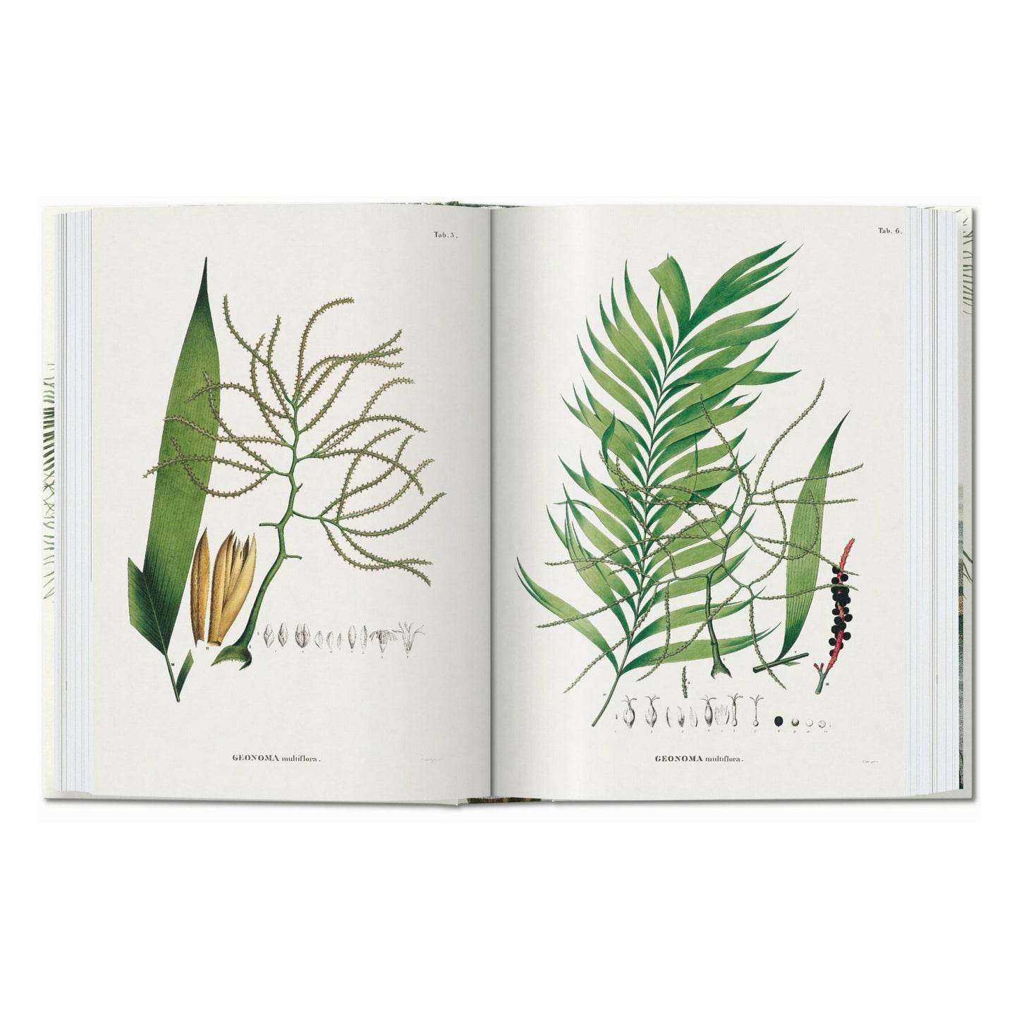 Martius. The Book of Palms. 45th Ed. (German, French, English)