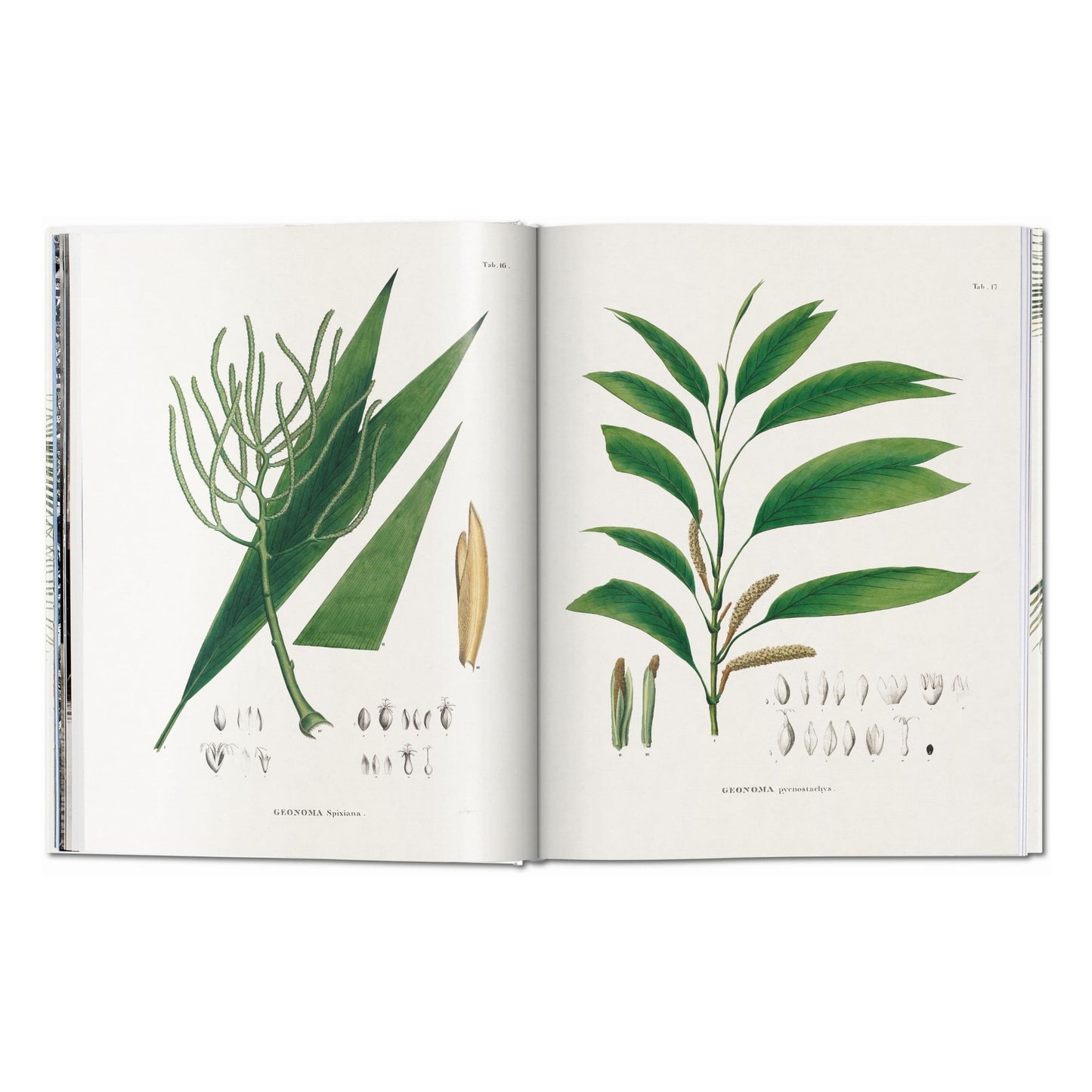 Martius. The Book of Palms (German, French, English)