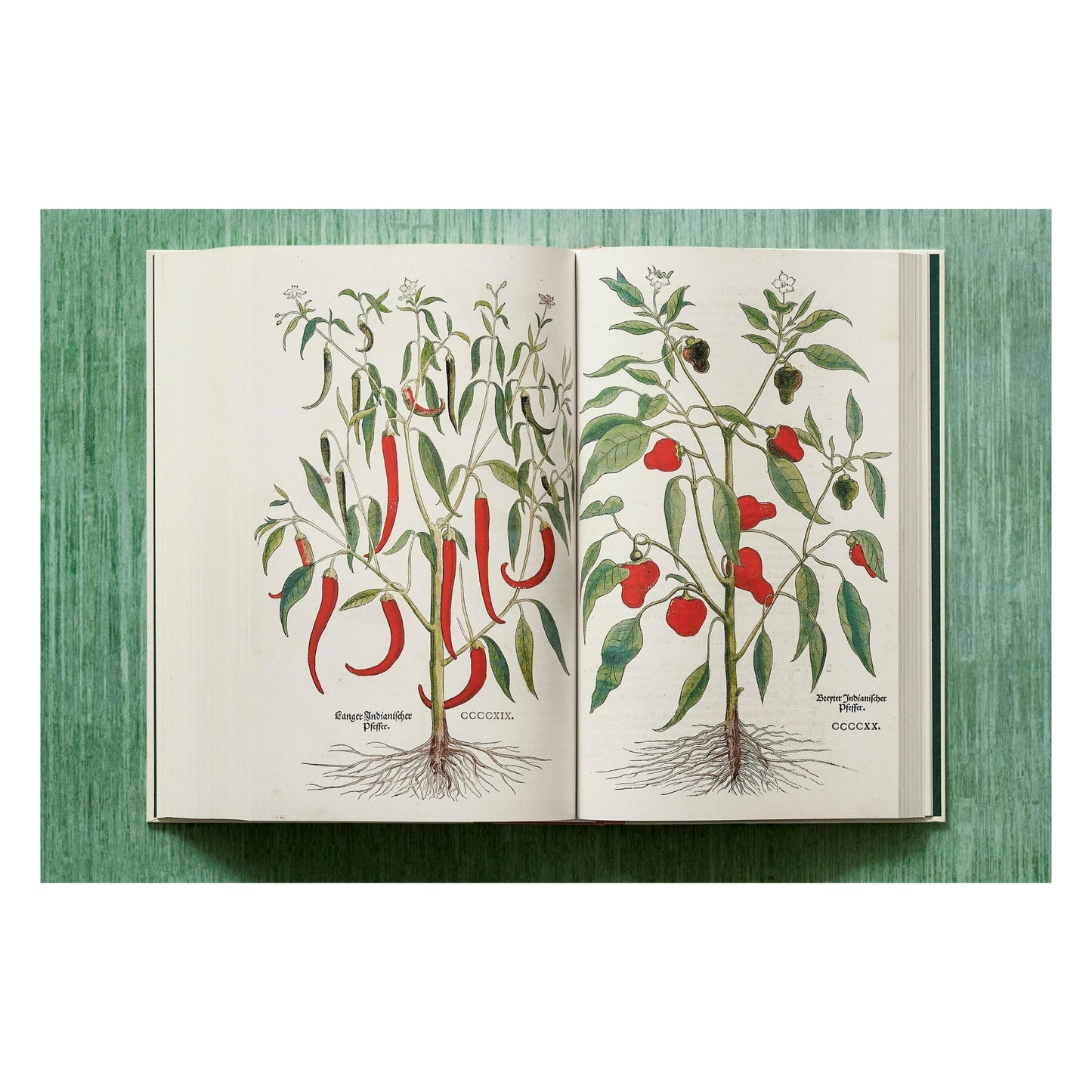 Leonhart Fuchs. Le Nouvel Herbier (French)
