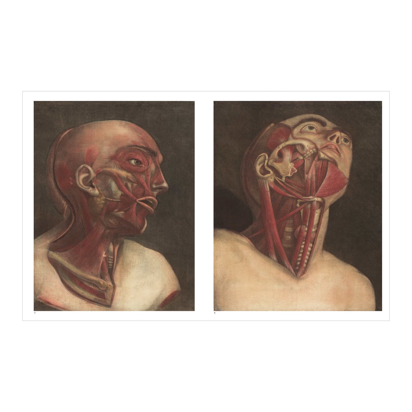 The Book of the Human Body (German, Spanish, French, English)