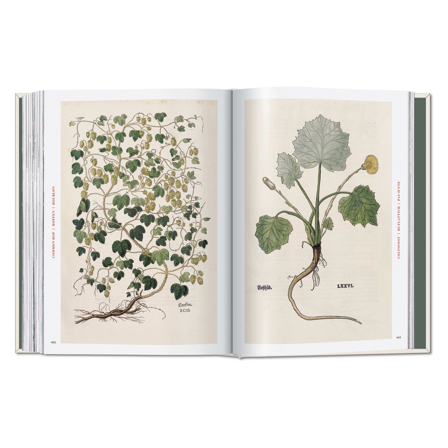 Leonhart Fuchs. The New Herbal (German, French, English)