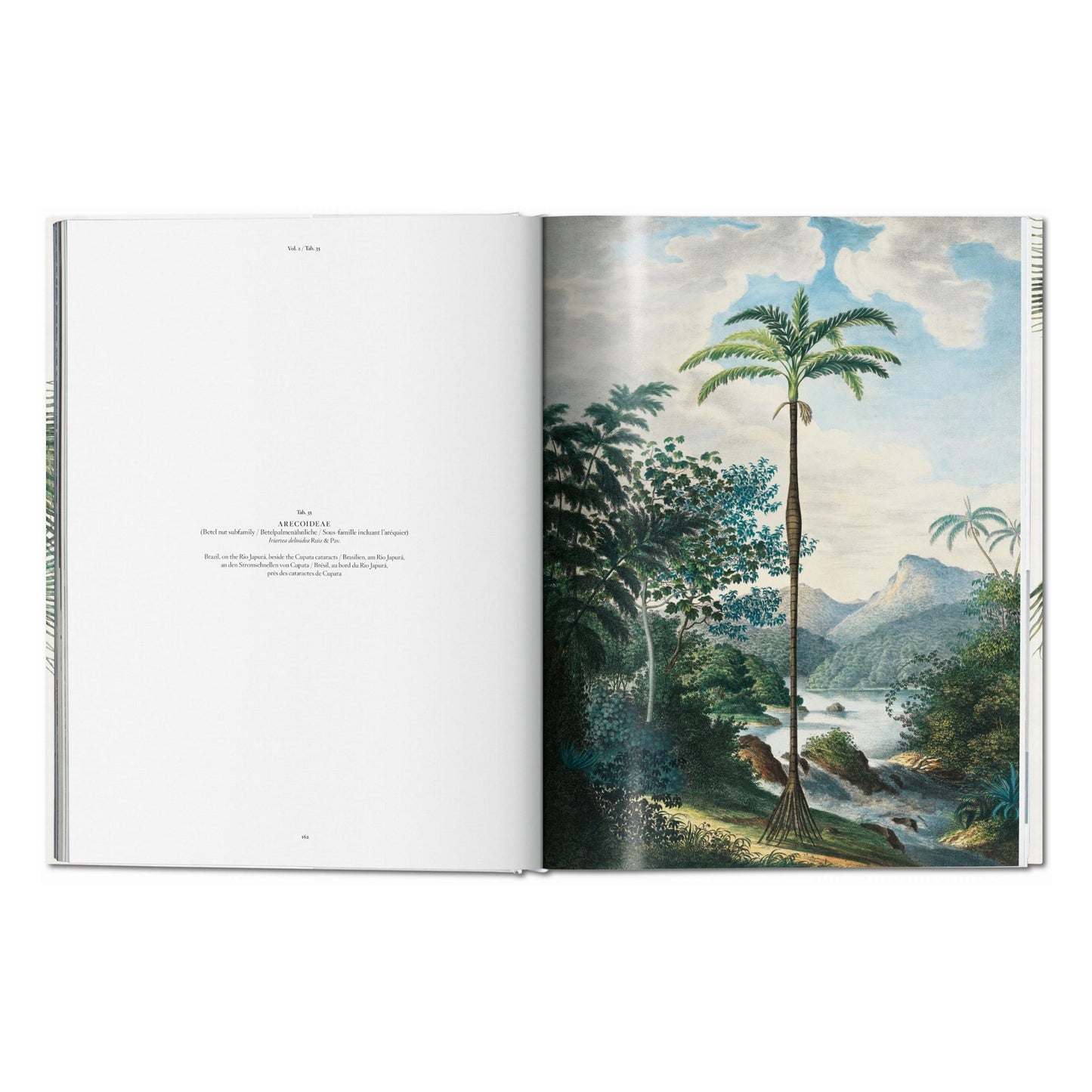 Martius. The Book of Palms (German, French, English)
