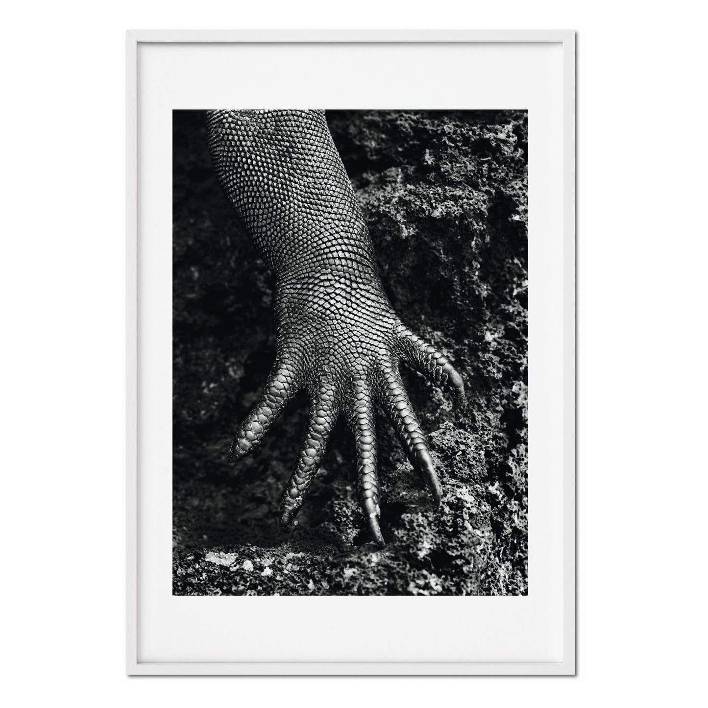 Sebastião Salgado. Genesis. Art Edition No. 301–400 ‘Marine Iguana, Galápagos, Ecuador’ (English)