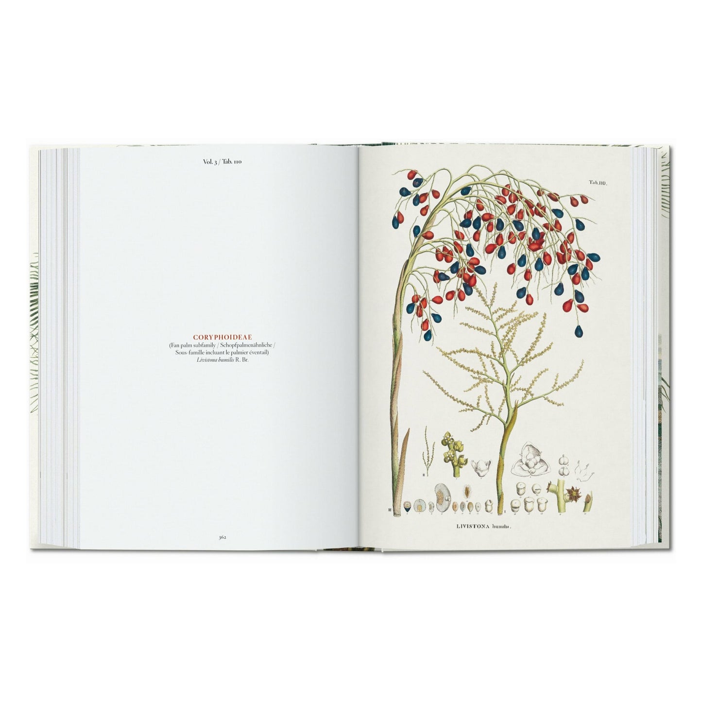 Martius. The Book of Palms. 45th Ed. (German, French, English)