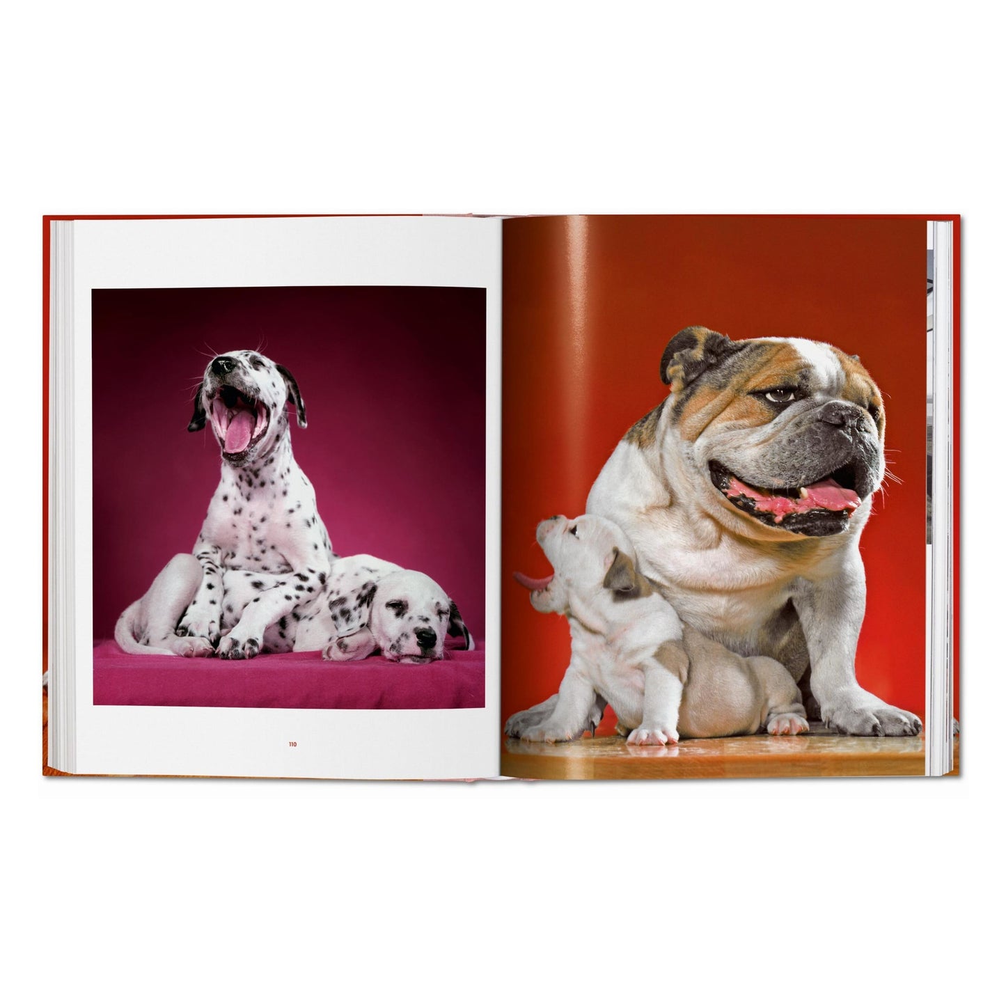 Walter Chandoha. Dogs. Photographs 1941–1991 (German, French, English)